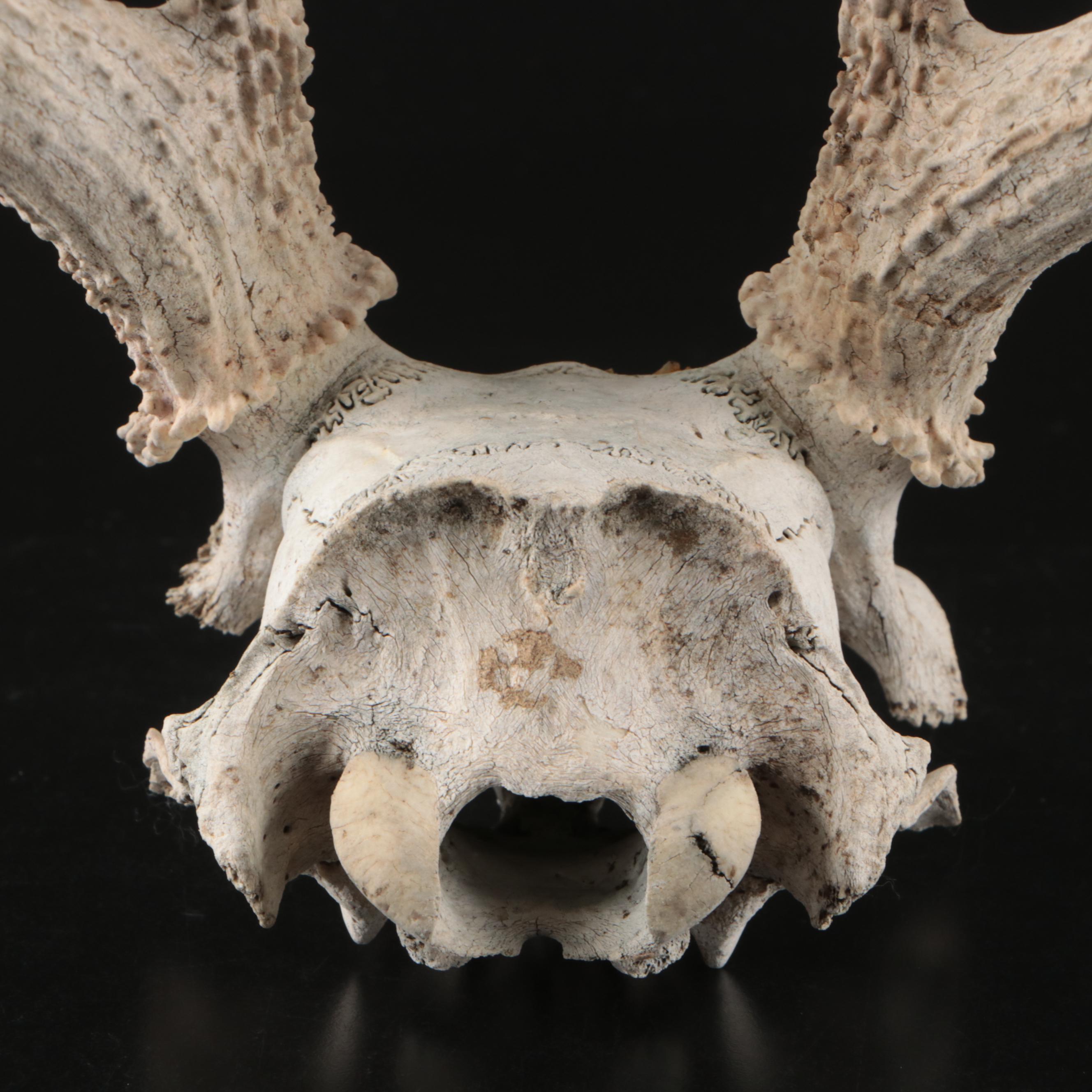 White-Tailed Deer Antlers with Partial Skullcaps