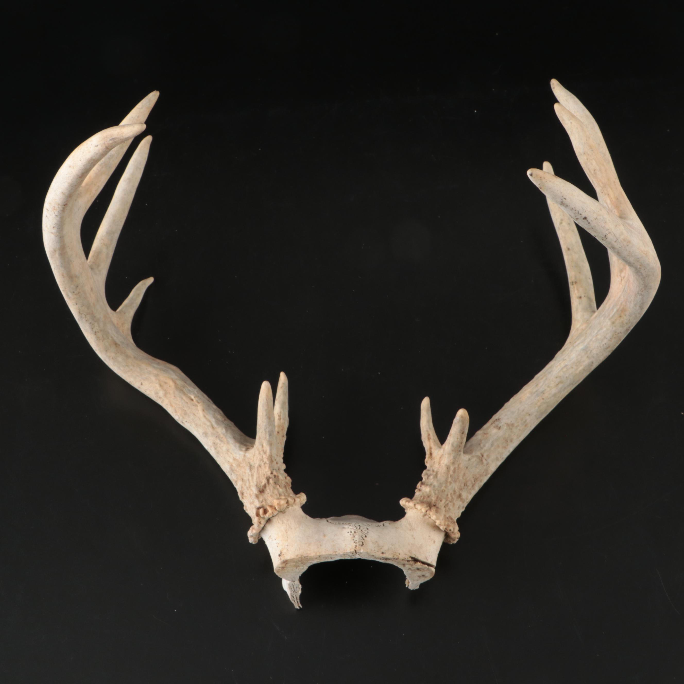 White-Tailed Deer Antlers with Partial Skullcaps