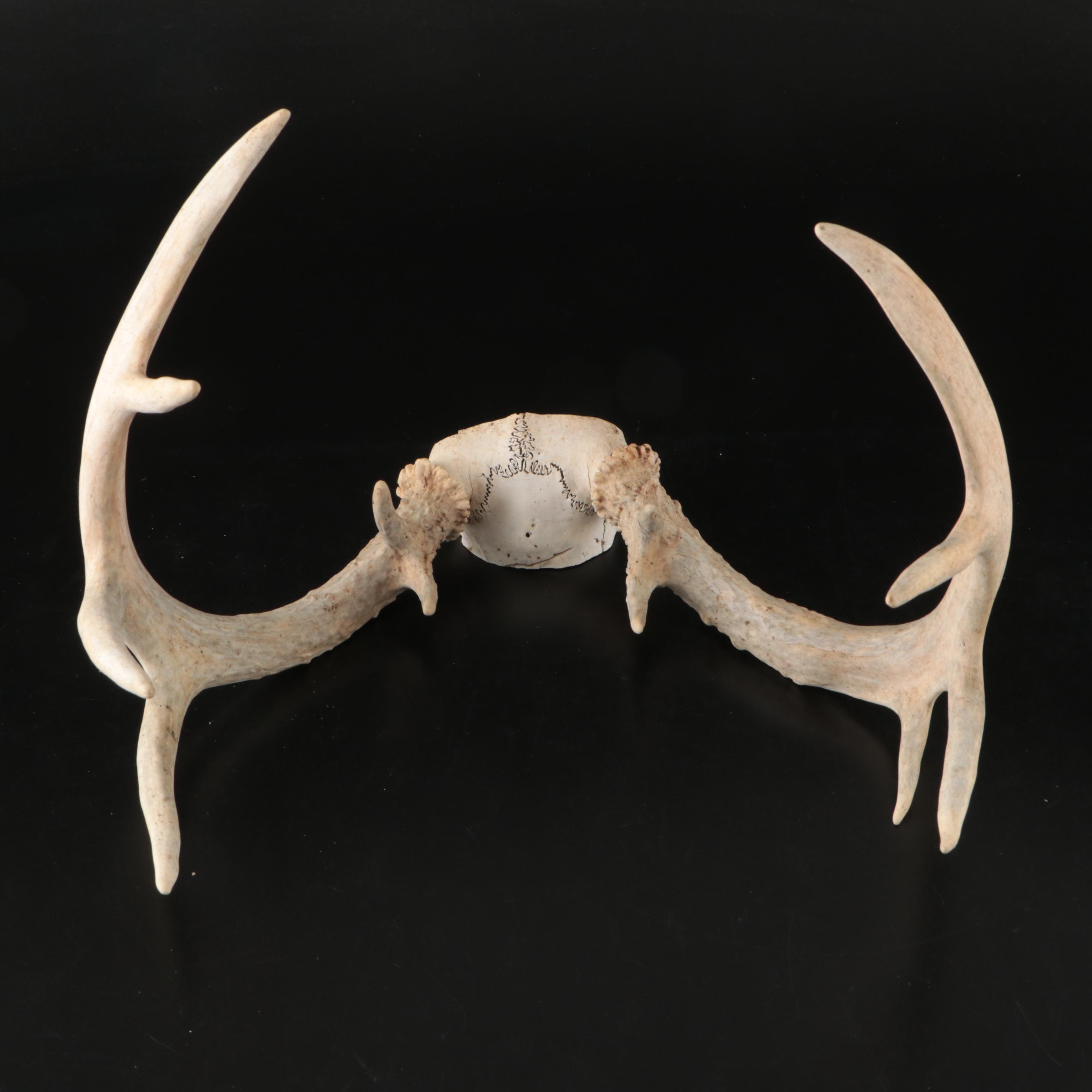 White-Tailed Deer Antlers with Partial Skullcaps