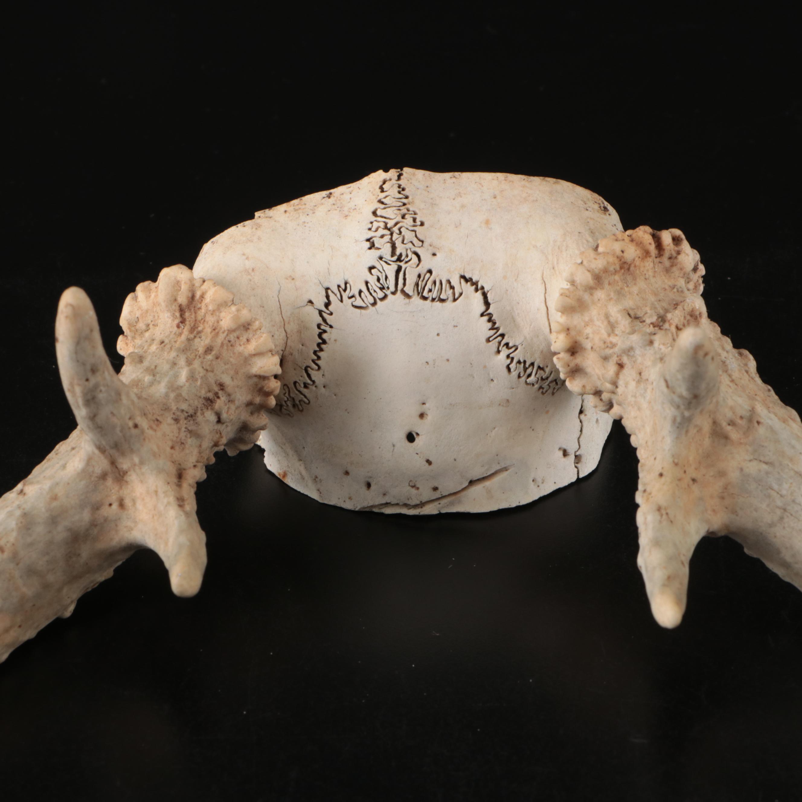 White-Tailed Deer Antlers with Partial Skullcaps