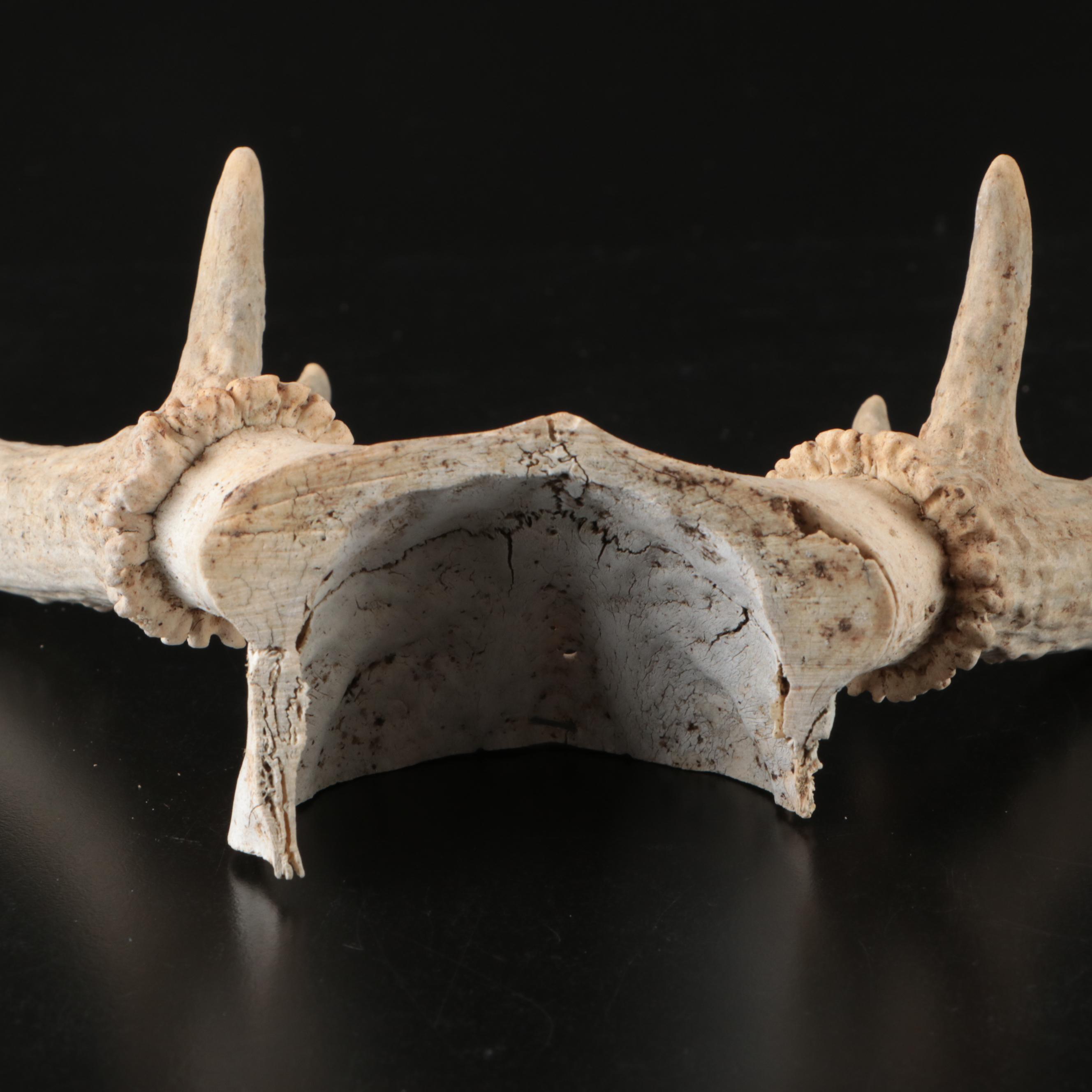 White-Tailed Deer Antlers with Partial Skullcaps