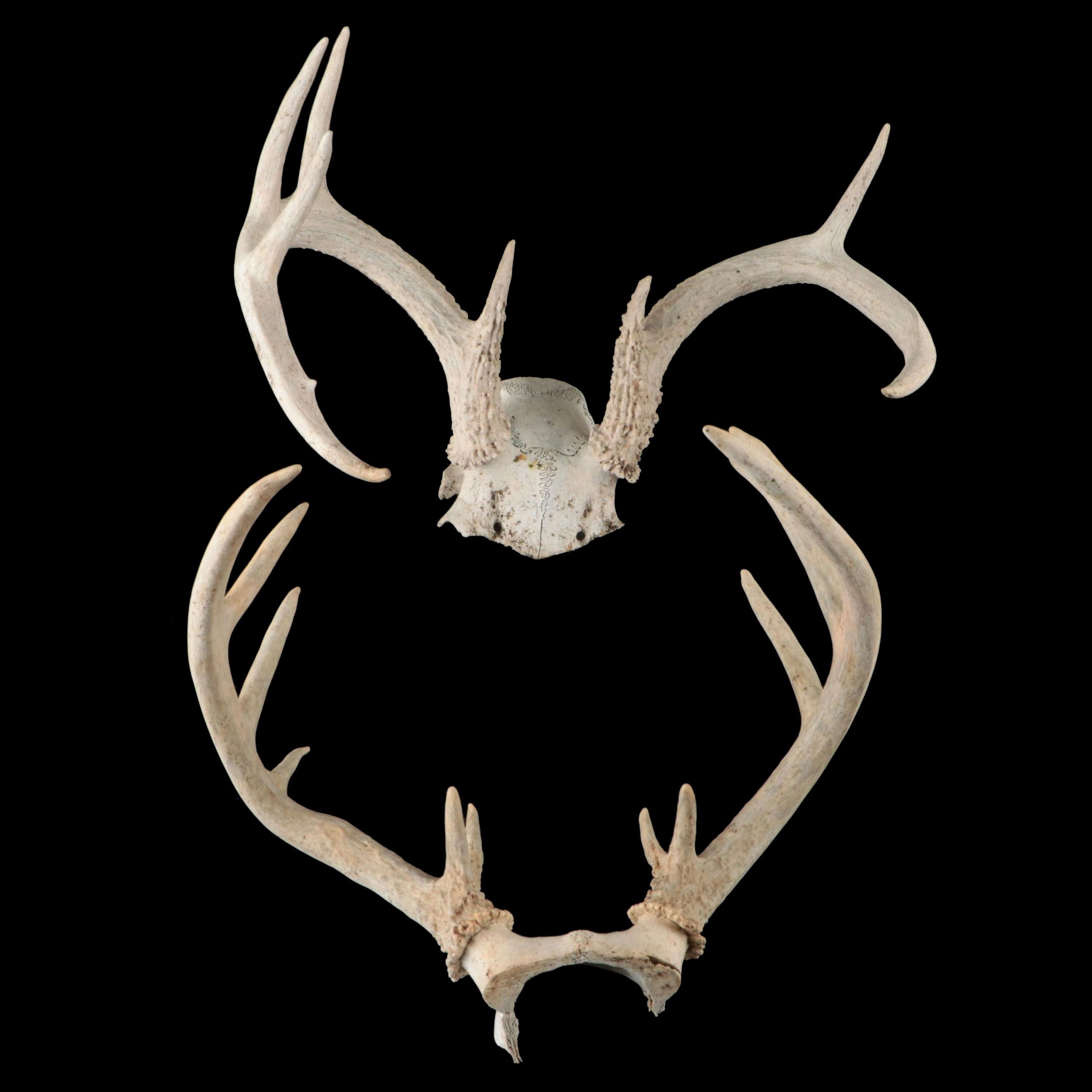 White-Tailed Deer Antlers with Partial Skullcaps