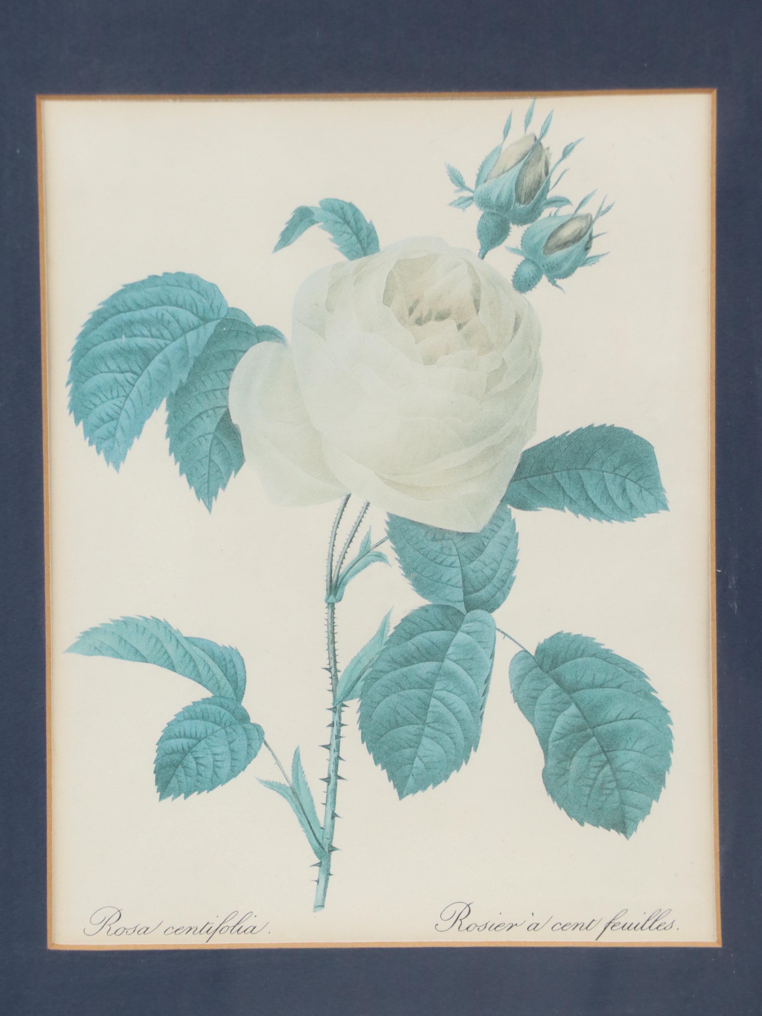 Offset Lithograph After Pierre-Joseph Redouté "Rosa Centifolia"