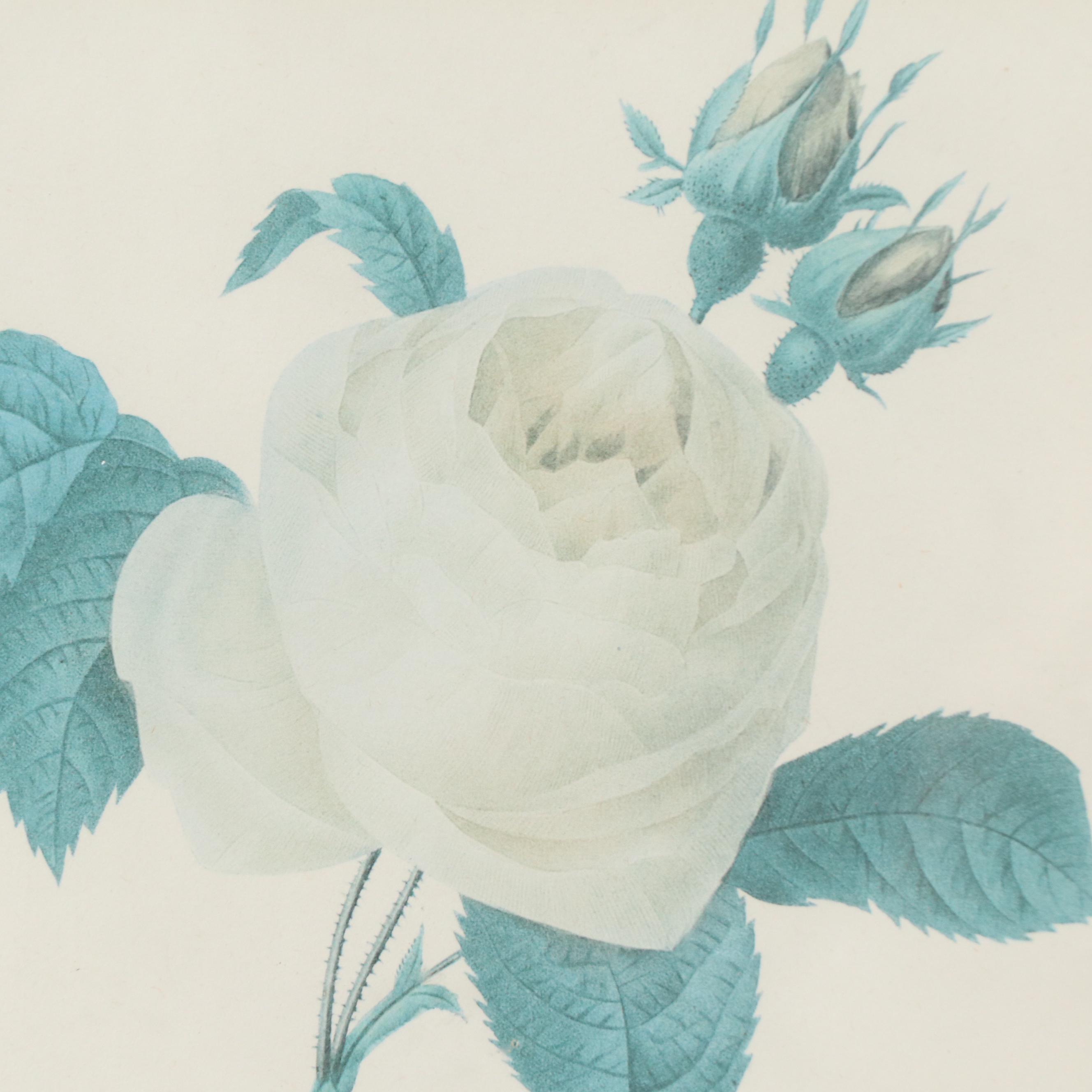 Offset Lithograph After Pierre-Joseph Redouté "Rosa Centifolia"