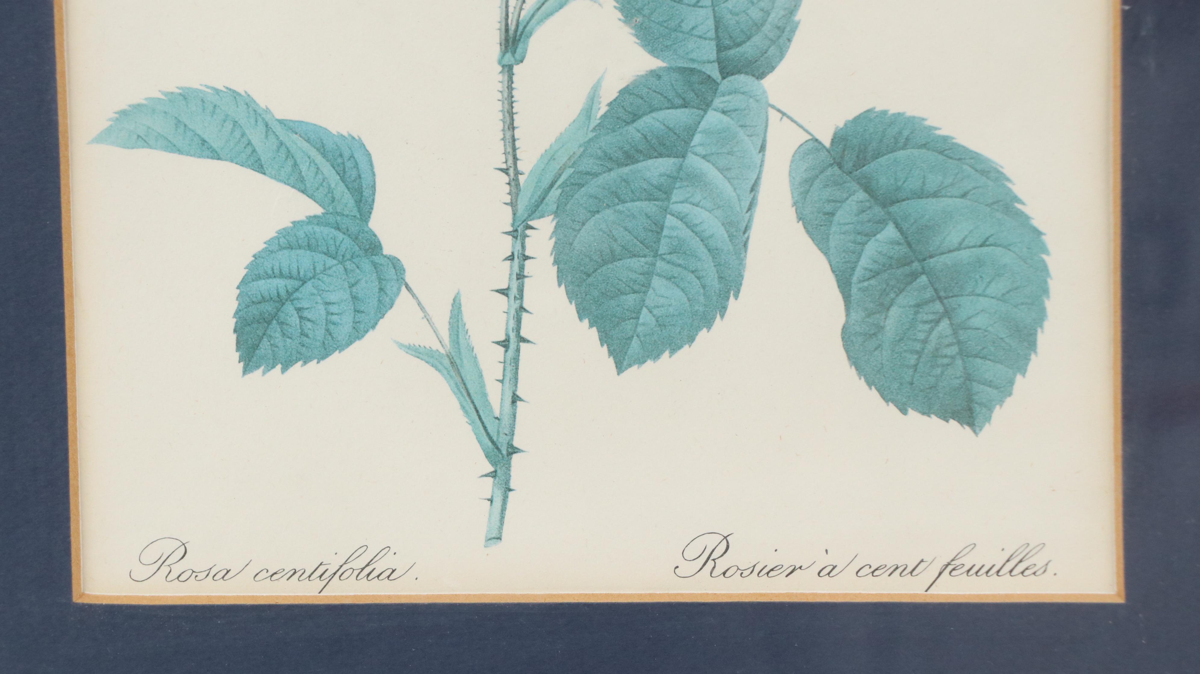 Offset Lithograph After Pierre-Joseph Redouté "Rosa Centifolia"