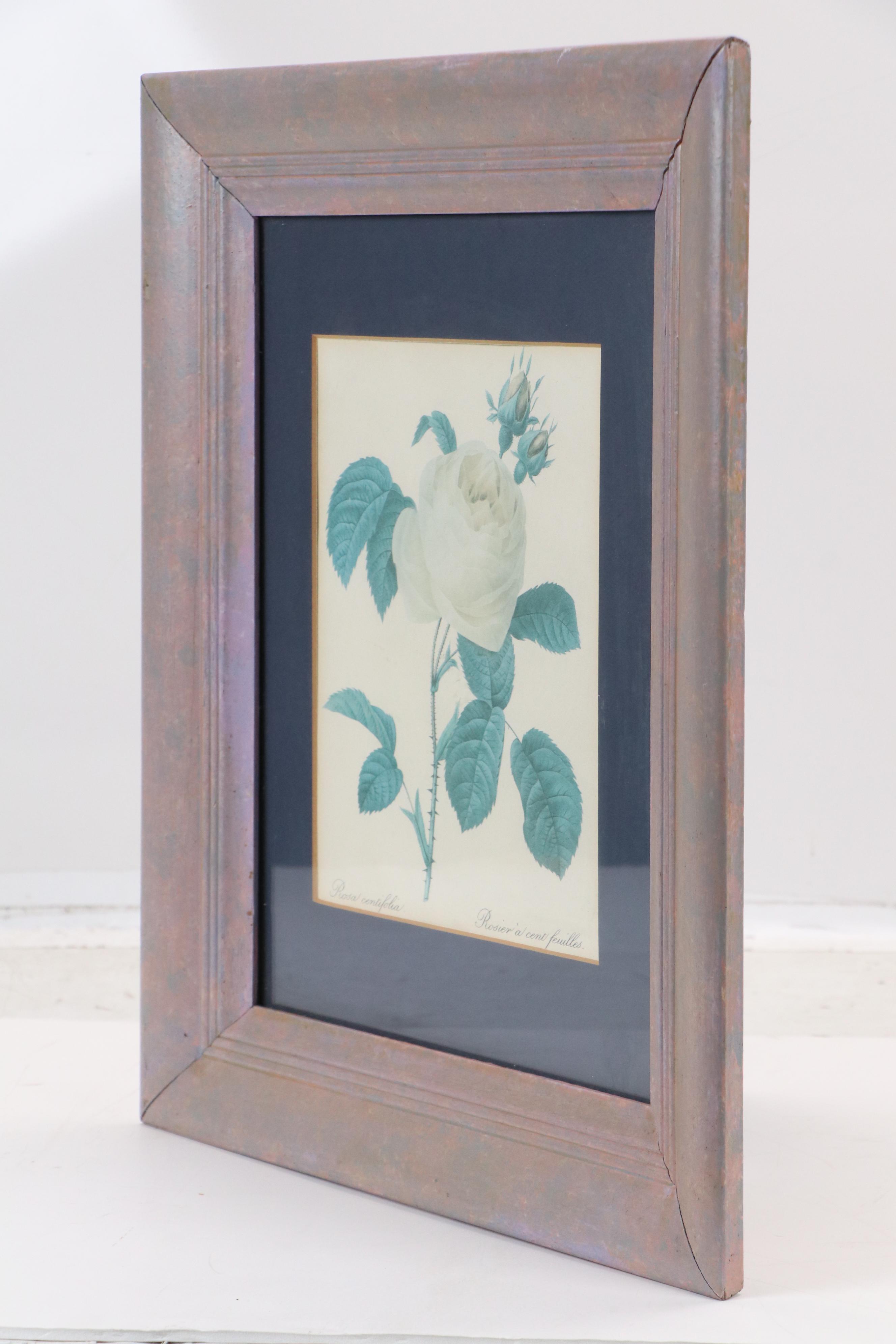 Offset Lithograph After Pierre-Joseph Redouté "Rosa Centifolia"