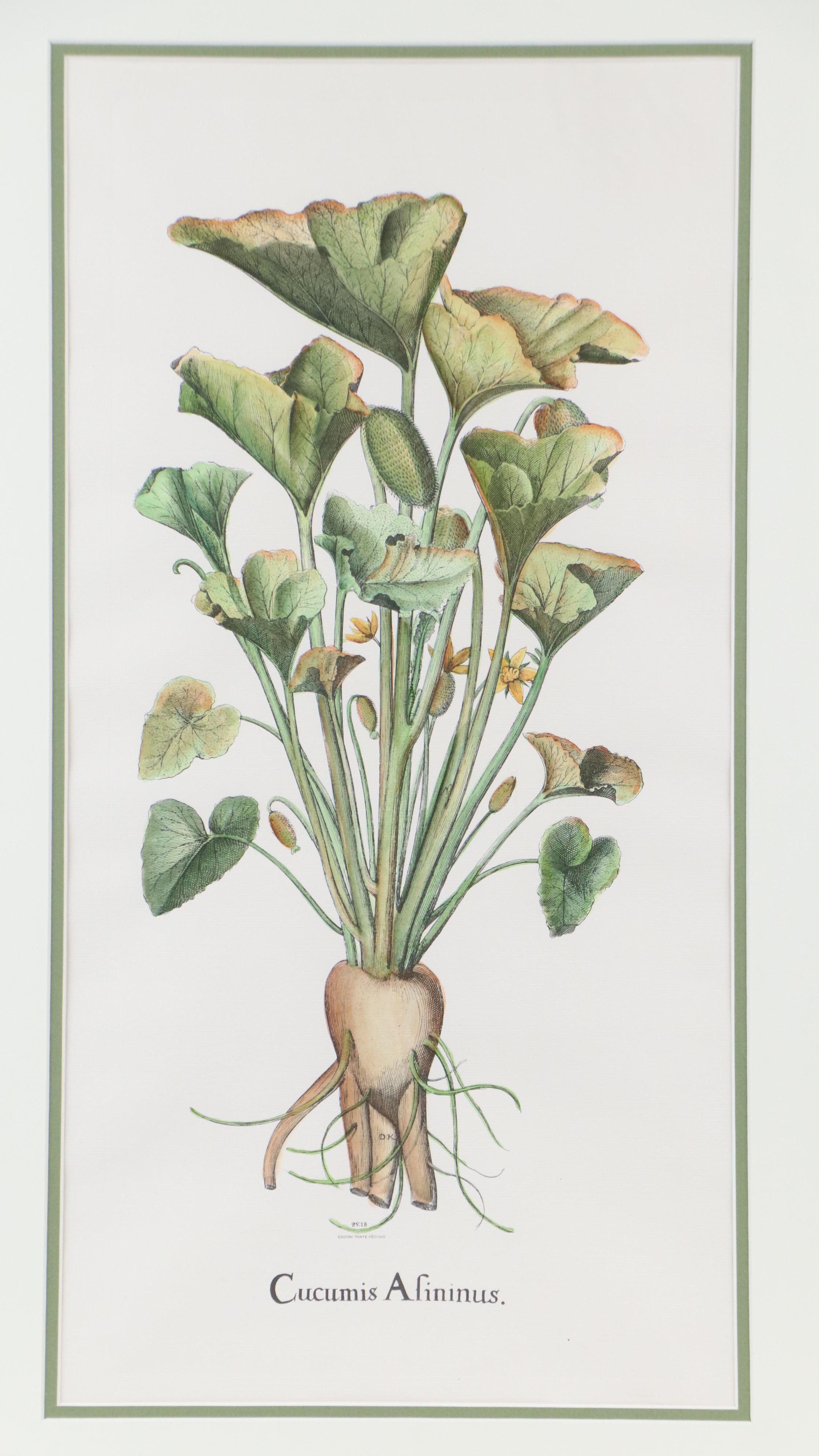 Hand-Colored Botanical Engraving "Cucumis Afininus"