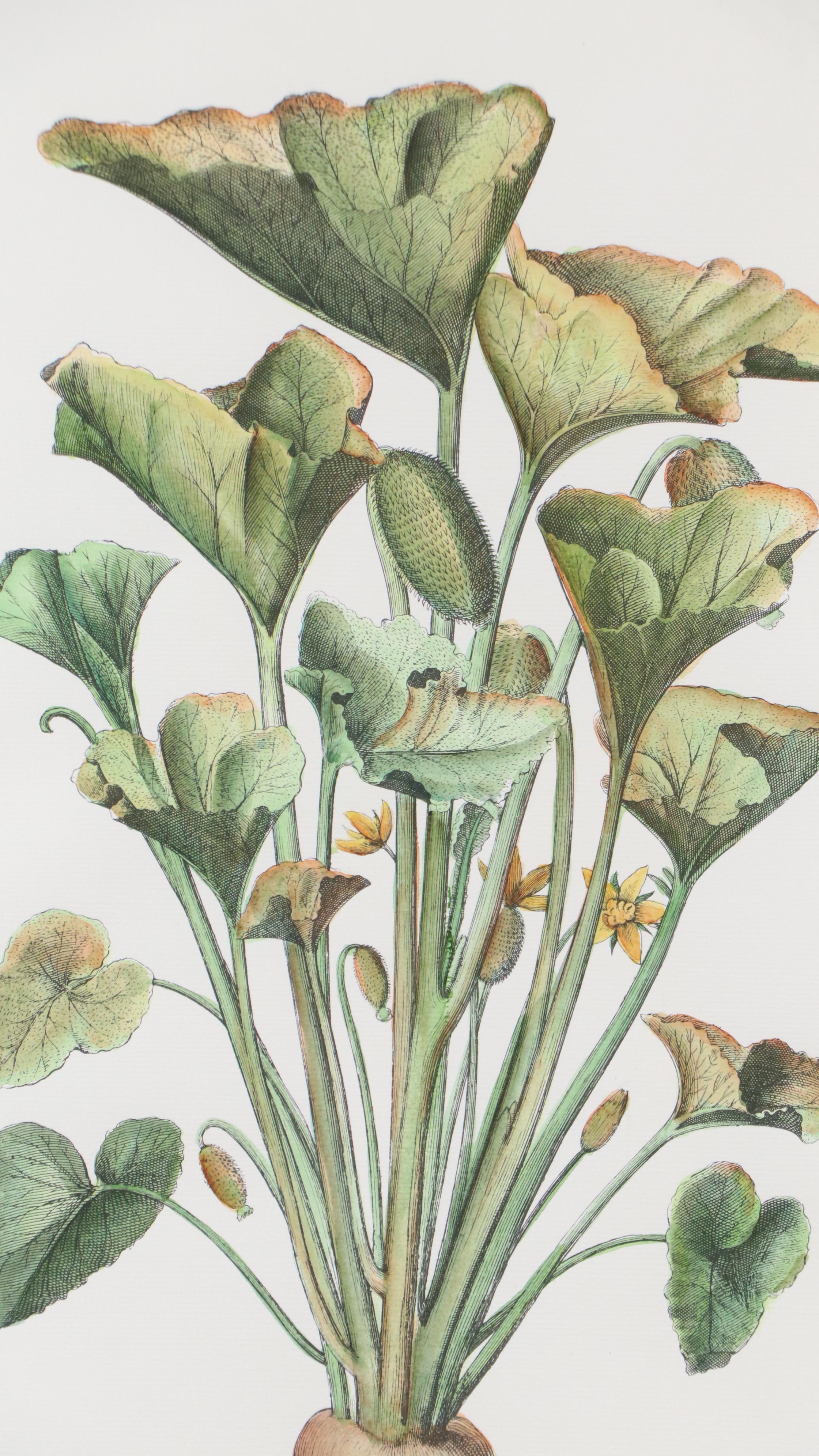Hand-Colored Botanical Engraving "Cucumis Afininus"