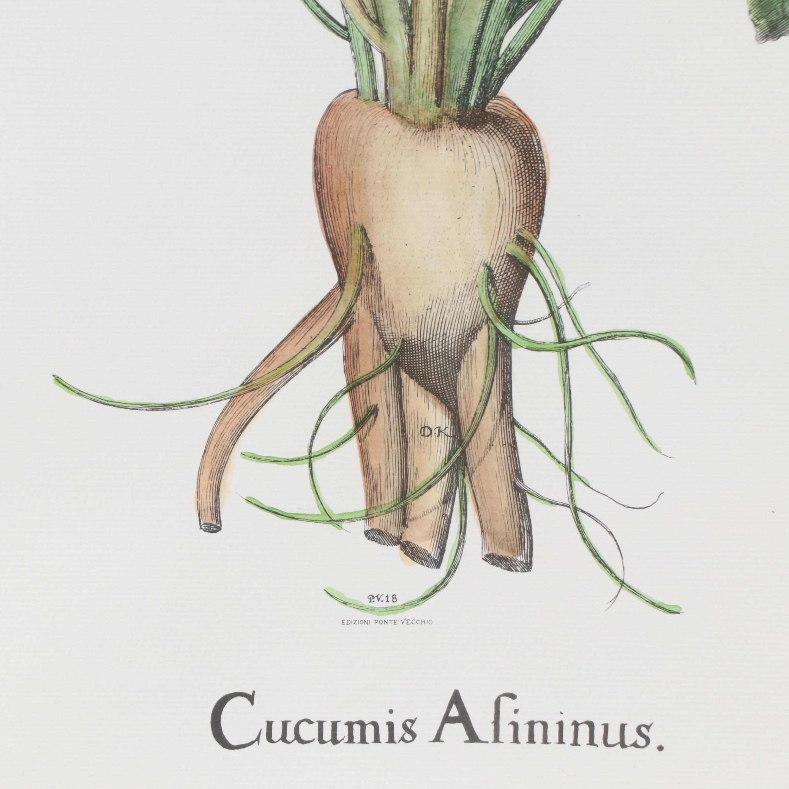 Hand-Colored Botanical Engraving "Cucumis Afininus"