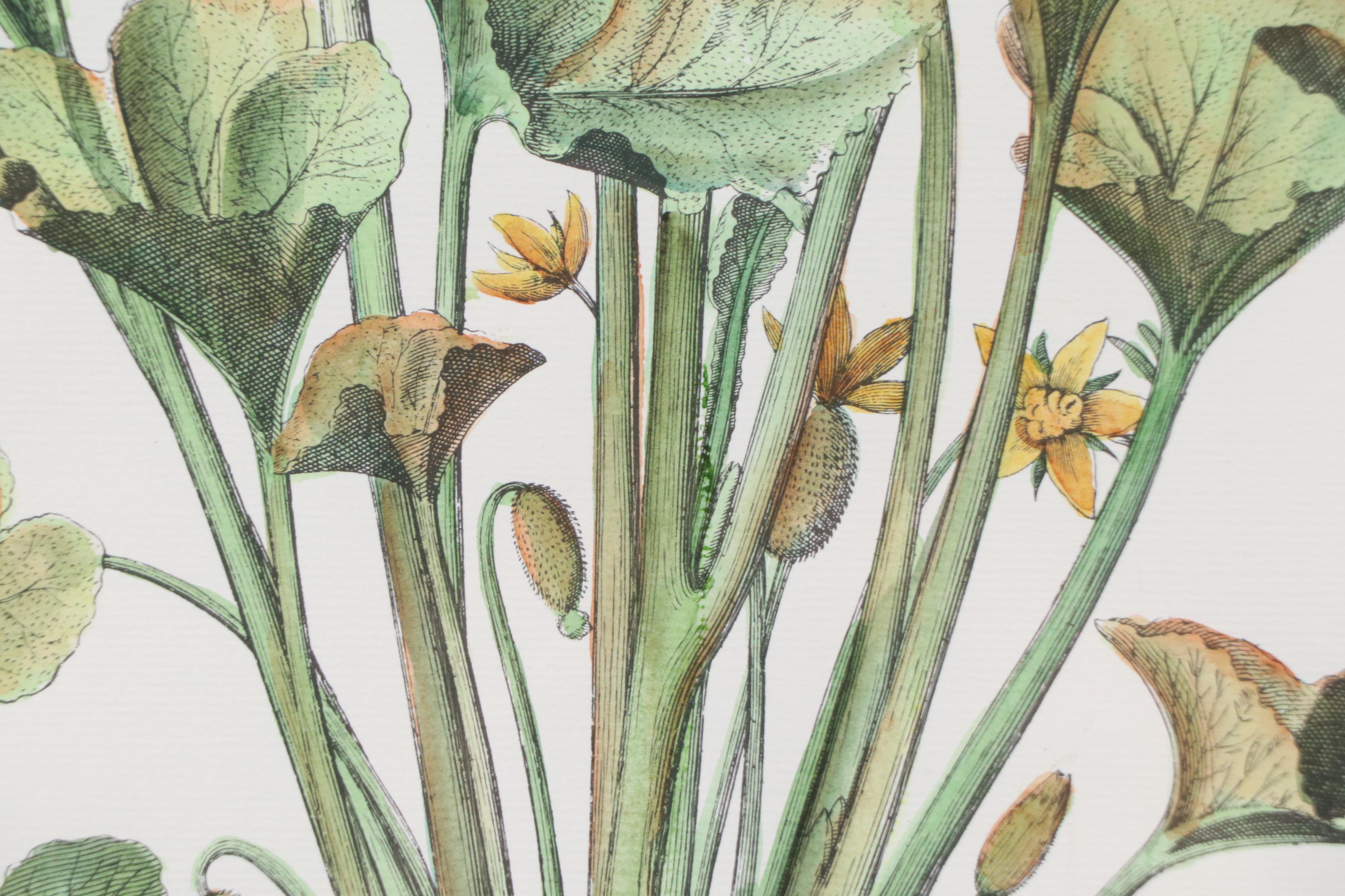 Hand-Colored Botanical Engraving "Cucumis Afininus"