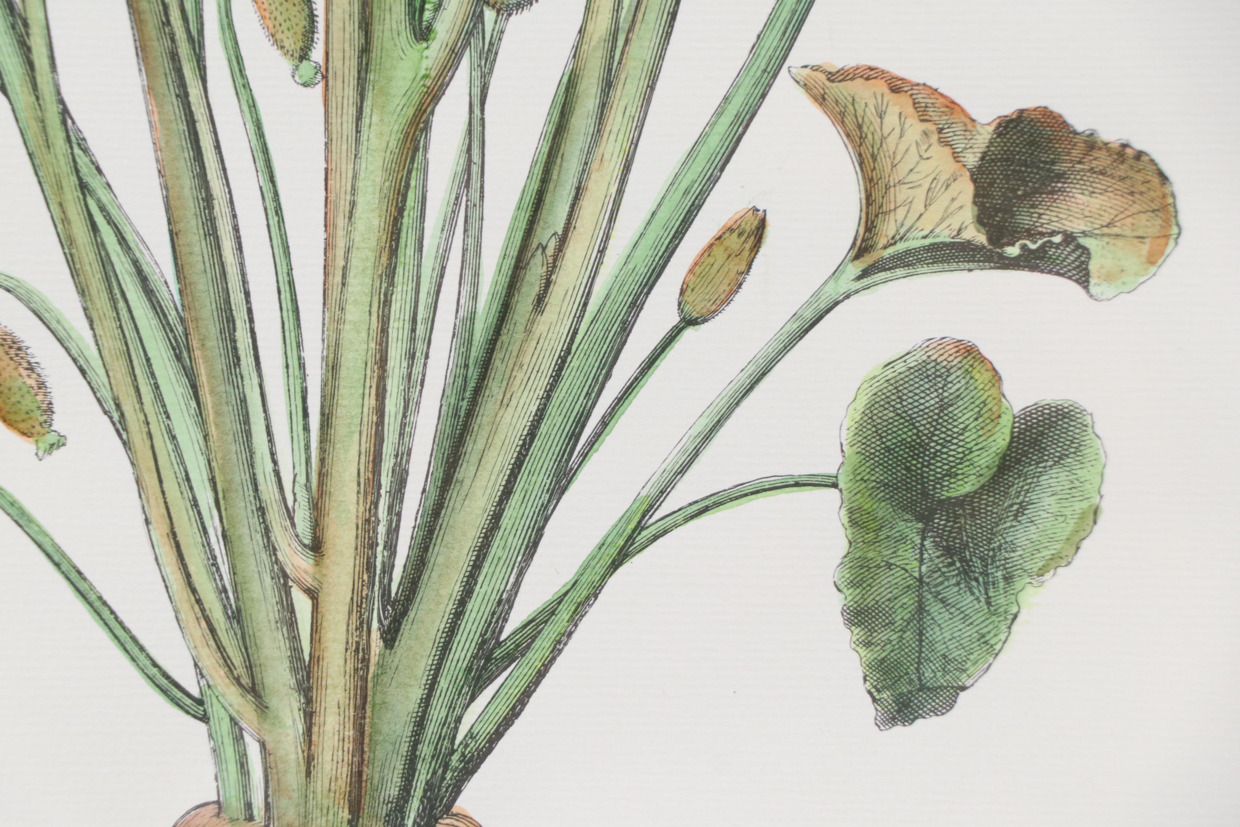 Hand-Colored Botanical Engraving "Cucumis Afininus"