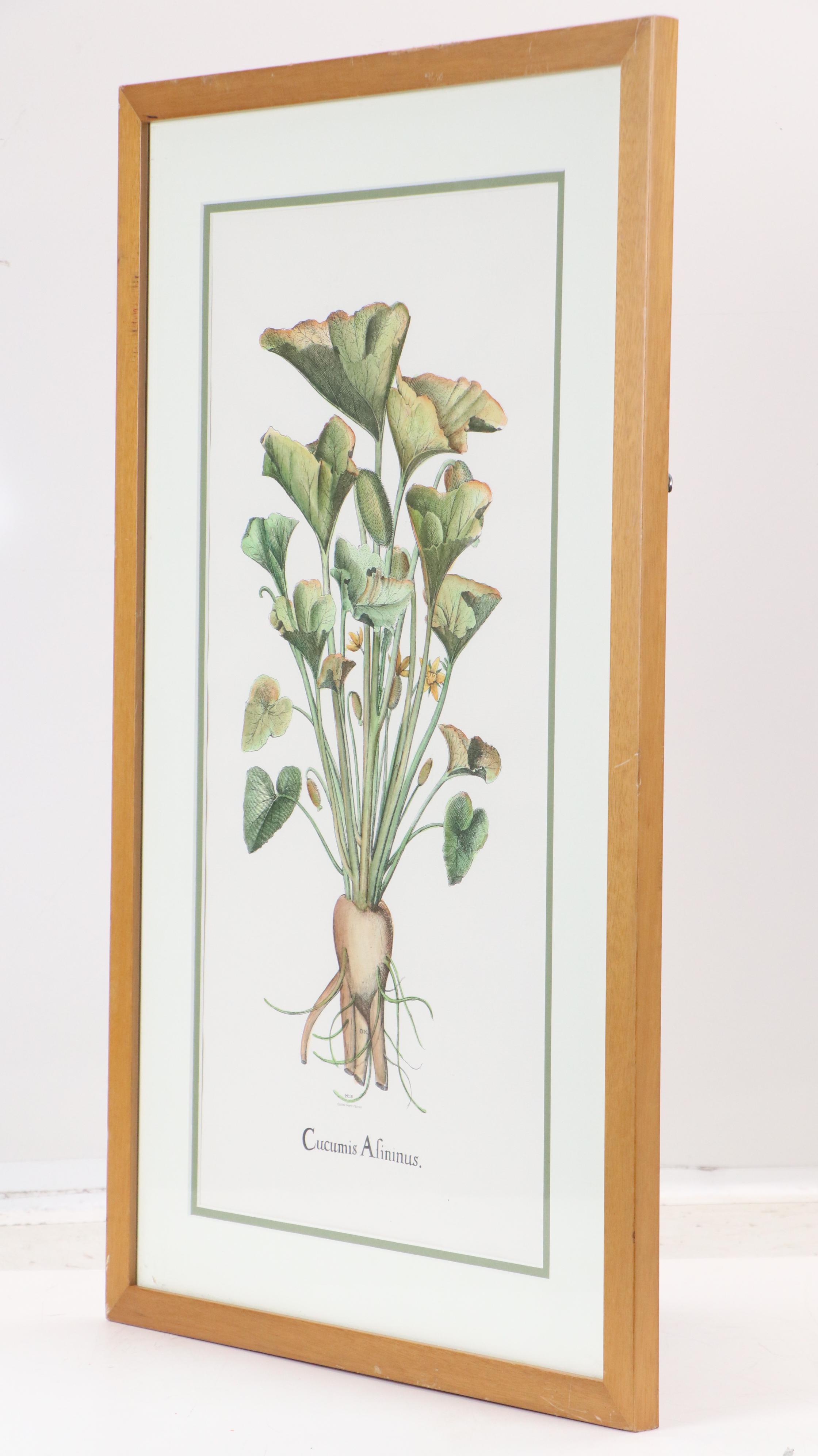 Hand-Colored Botanical Engraving "Cucumis Afininus"