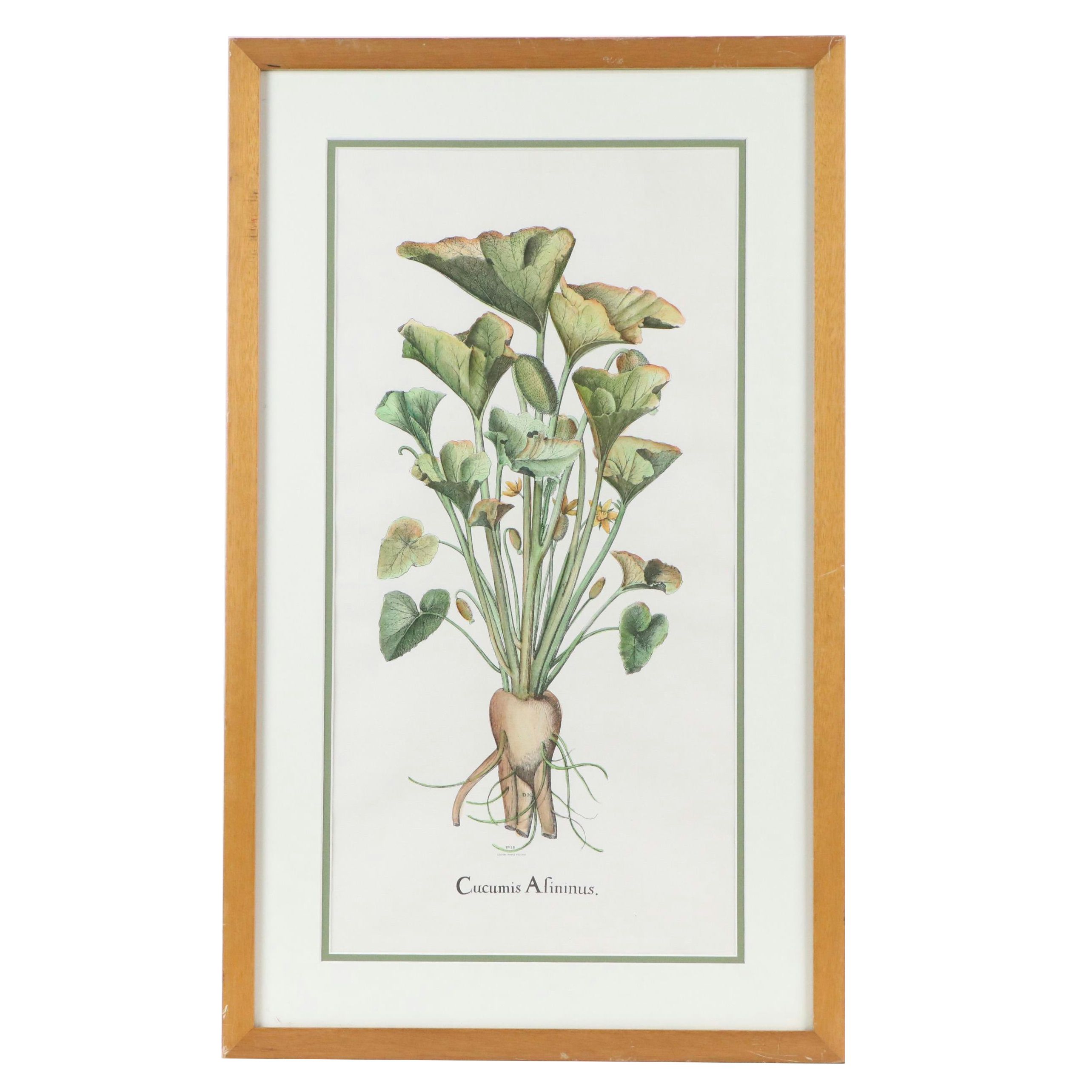 Hand-Colored Botanical Engraving "Cucumis Afininus"