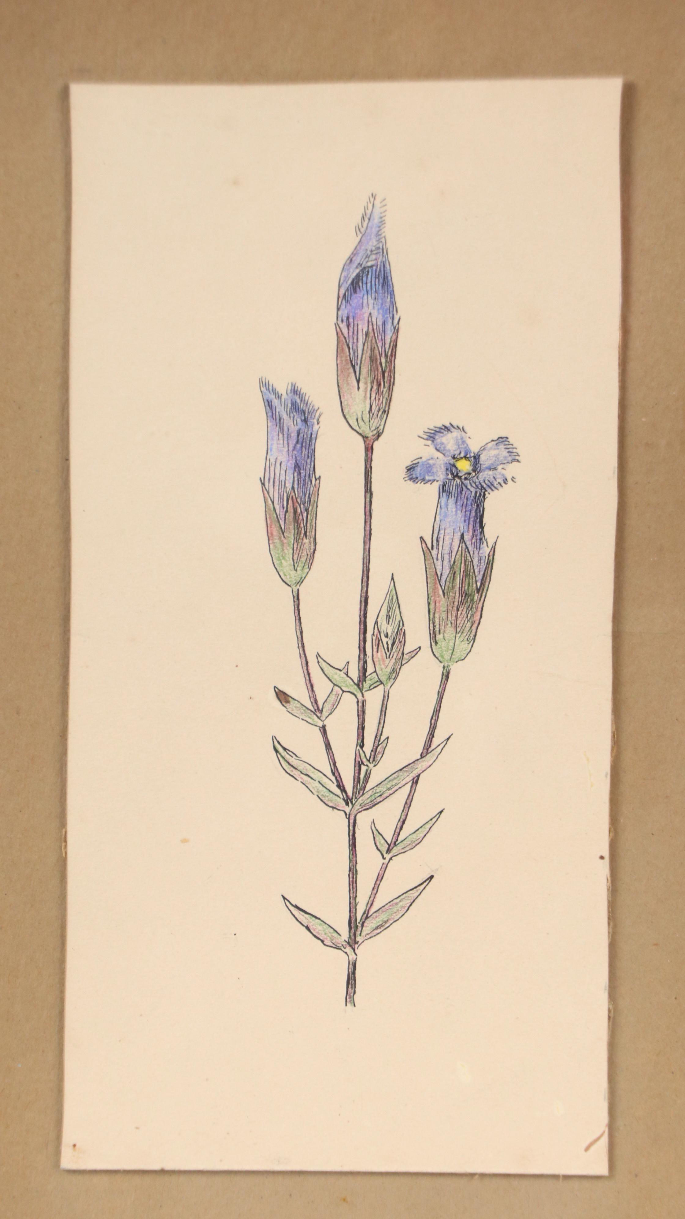 Theophilus Brown Mixed Media Drawing of Blue Flowers, 1961
