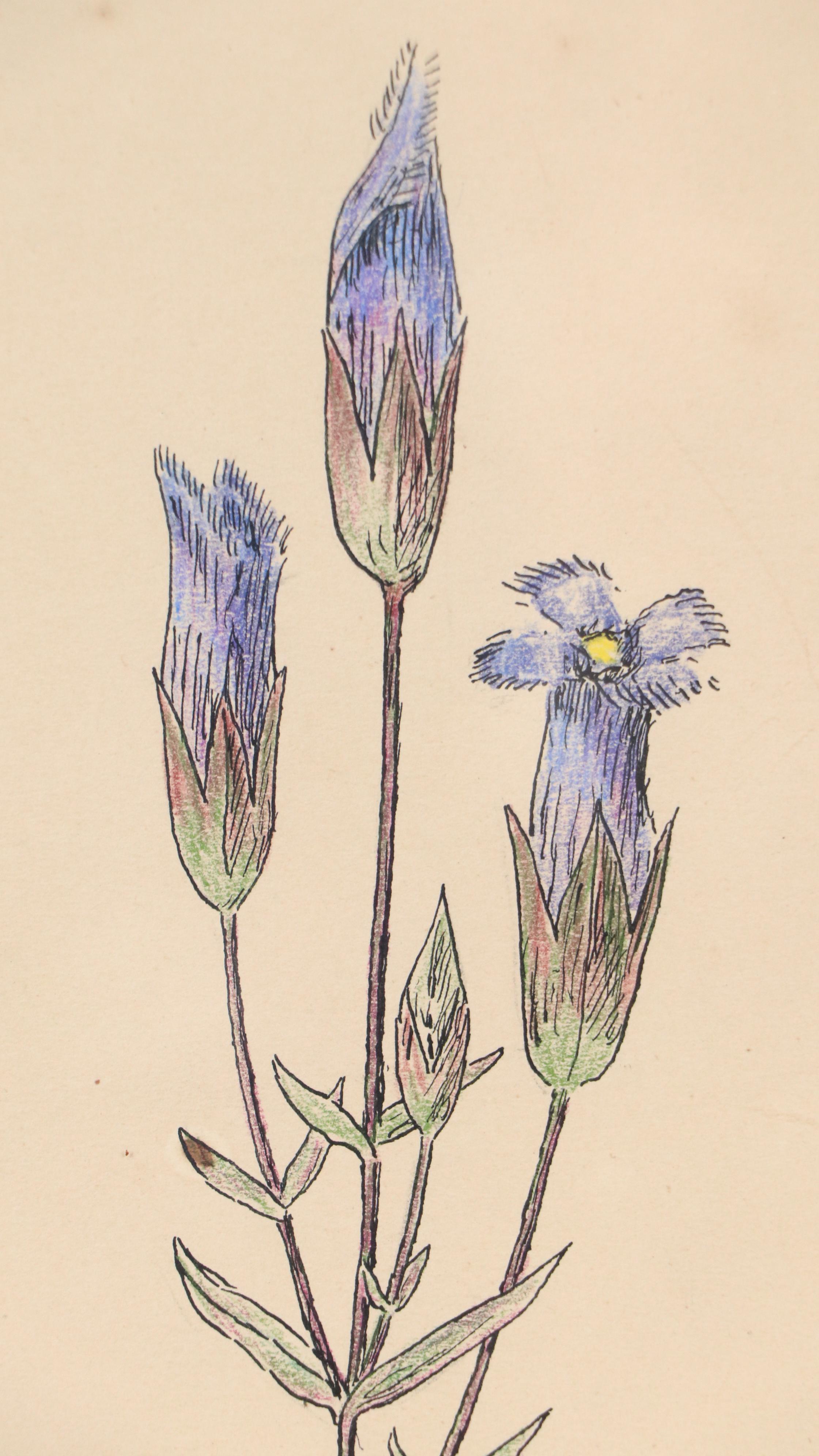Theophilus Brown Mixed Media Drawing of Blue Flowers, 1961