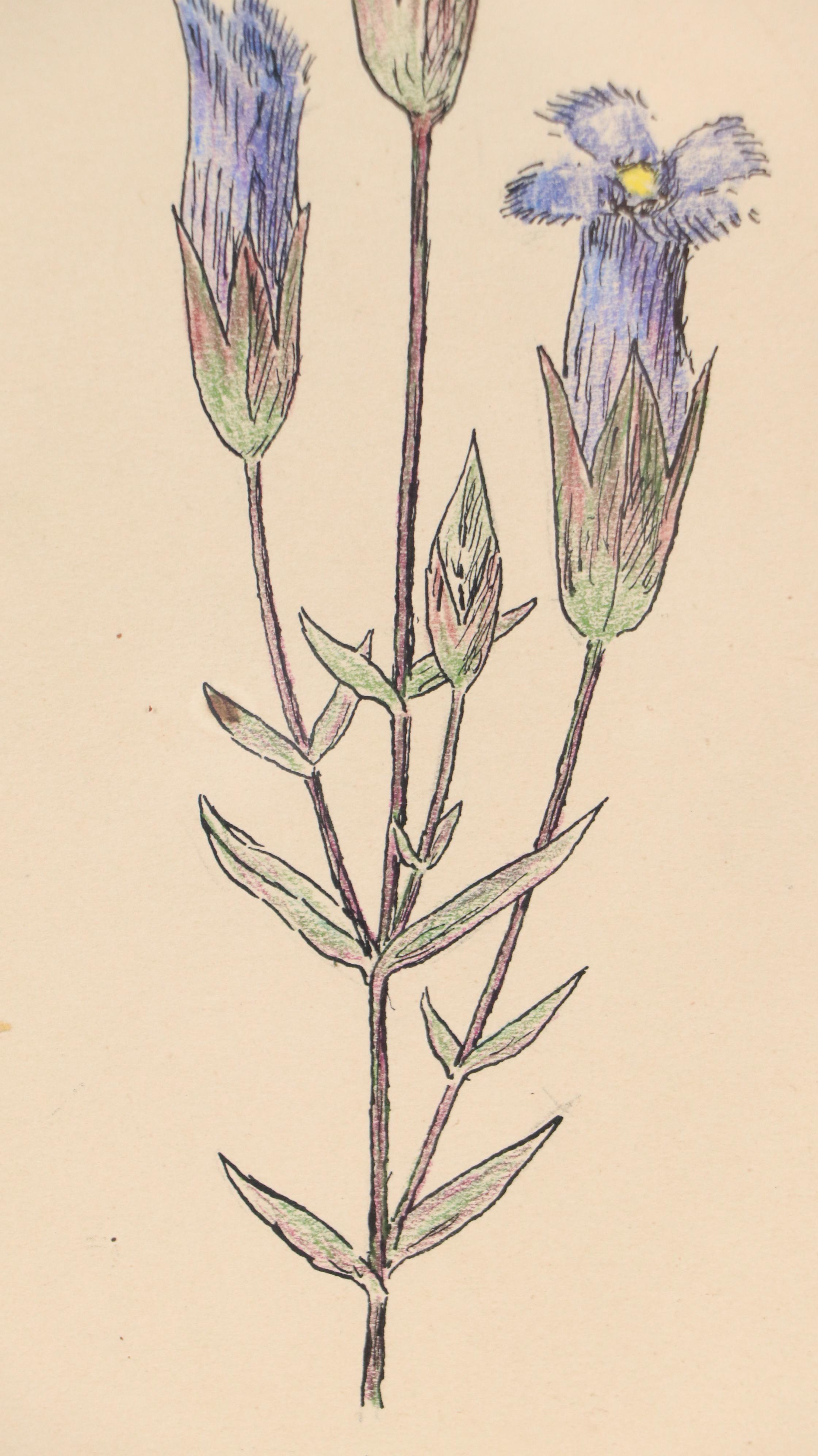 Theophilus Brown Mixed Media Drawing of Blue Flowers, 1961