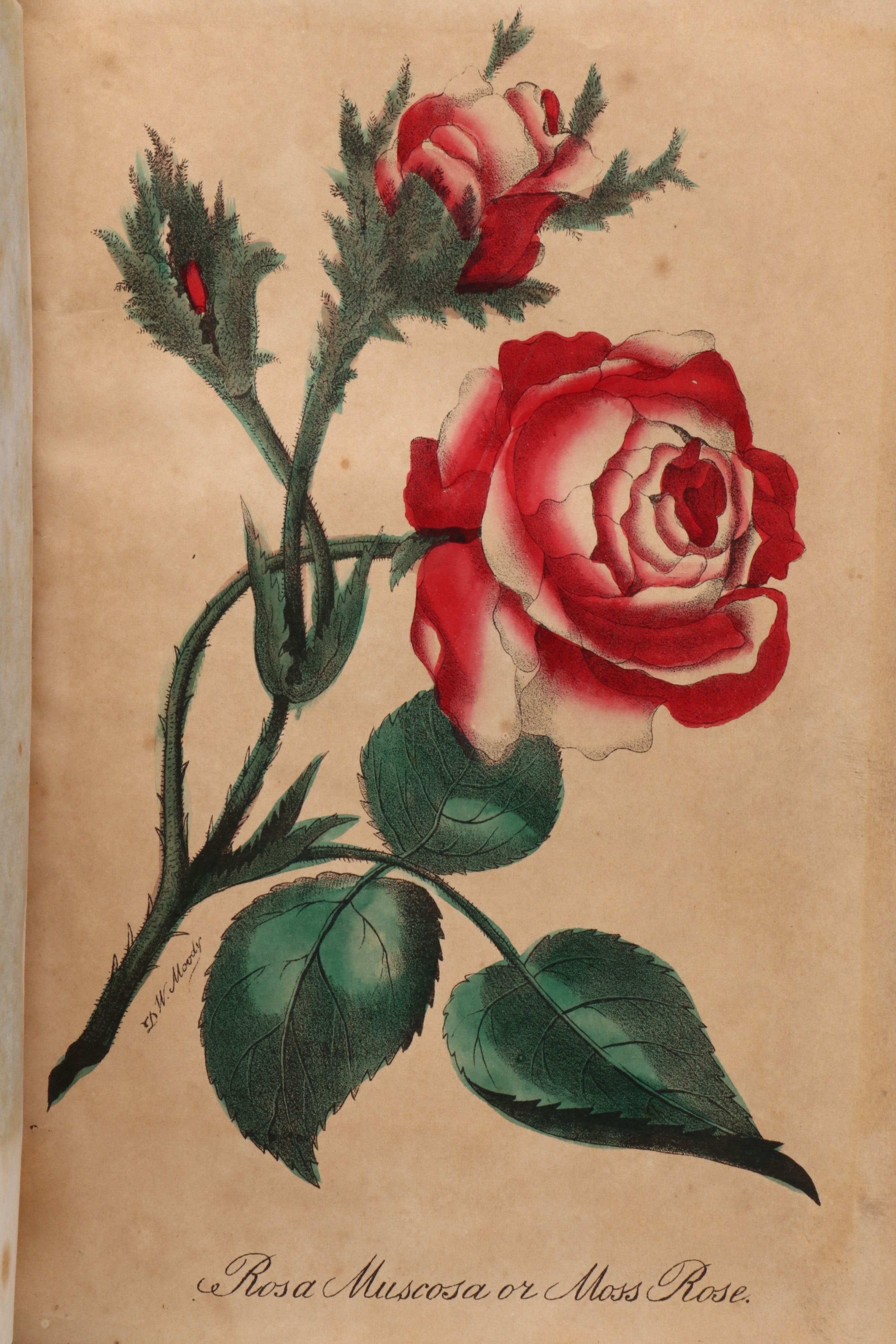 "The Golden Keepsake, or Ladies' Wreath: A Gift for All Seasons," Mid-19th C.