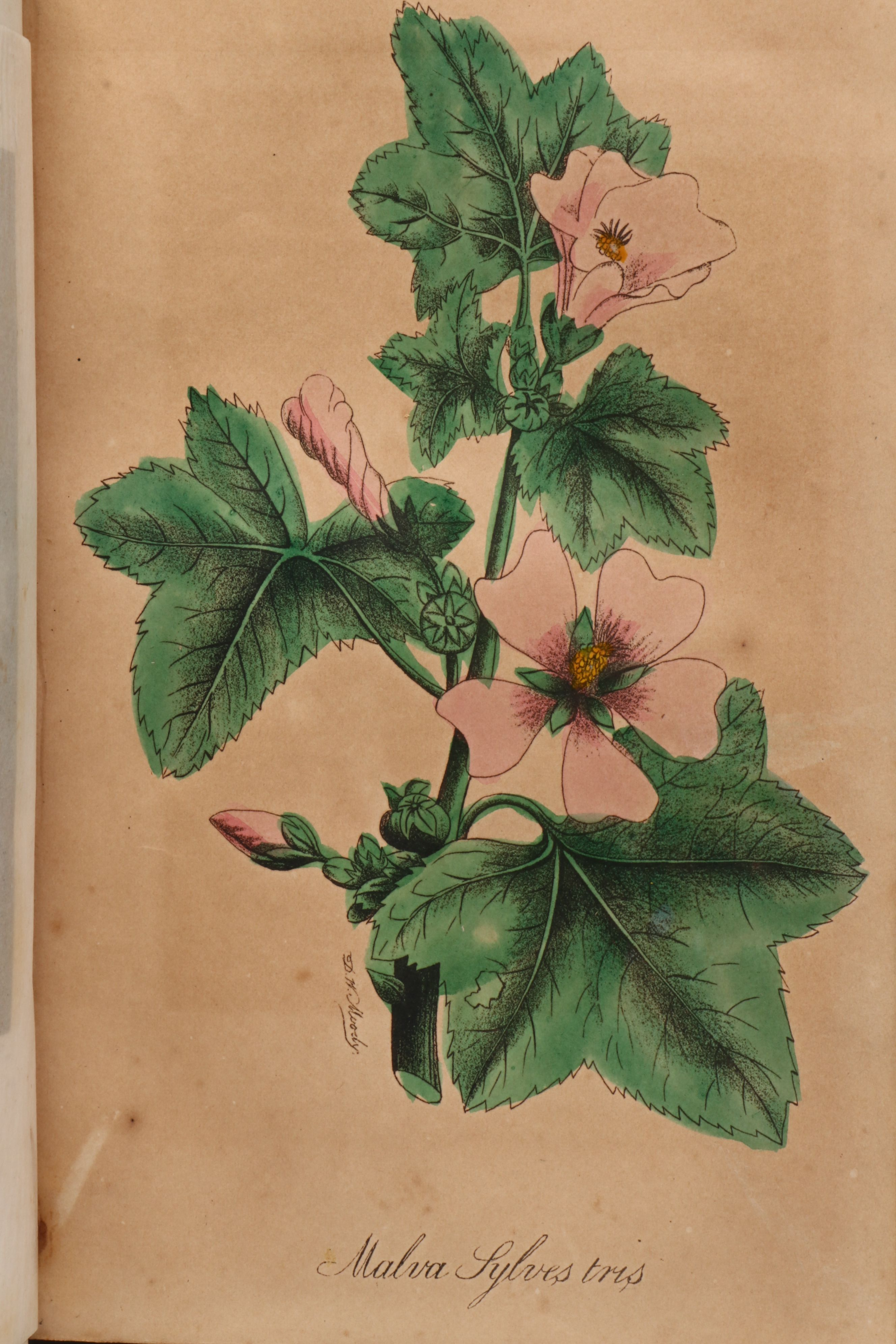 "The Golden Keepsake, or Ladies' Wreath: A Gift for All Seasons," Mid-19th C.