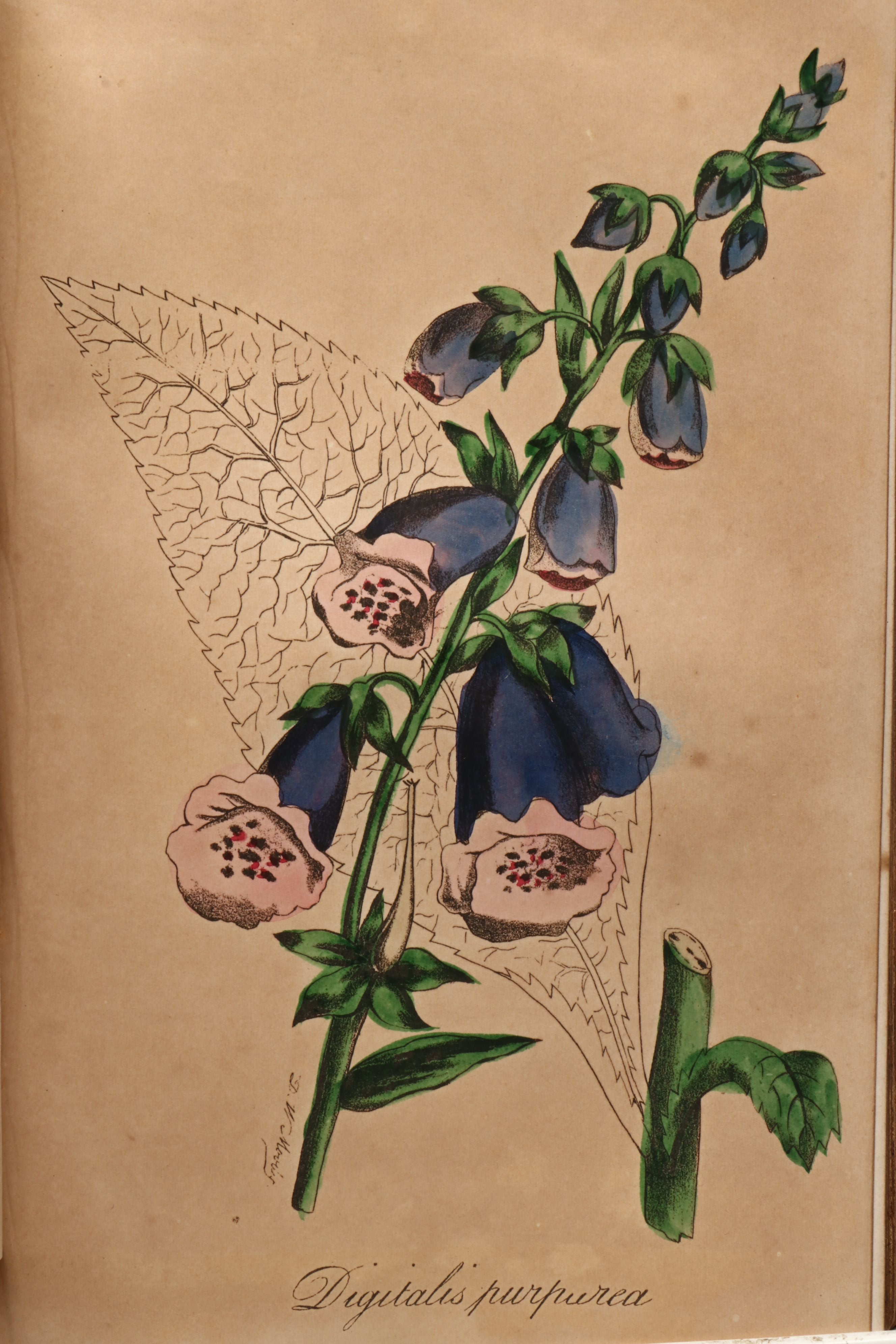 "The Golden Keepsake, or Ladies' Wreath: A Gift for All Seasons," Mid-19th C.