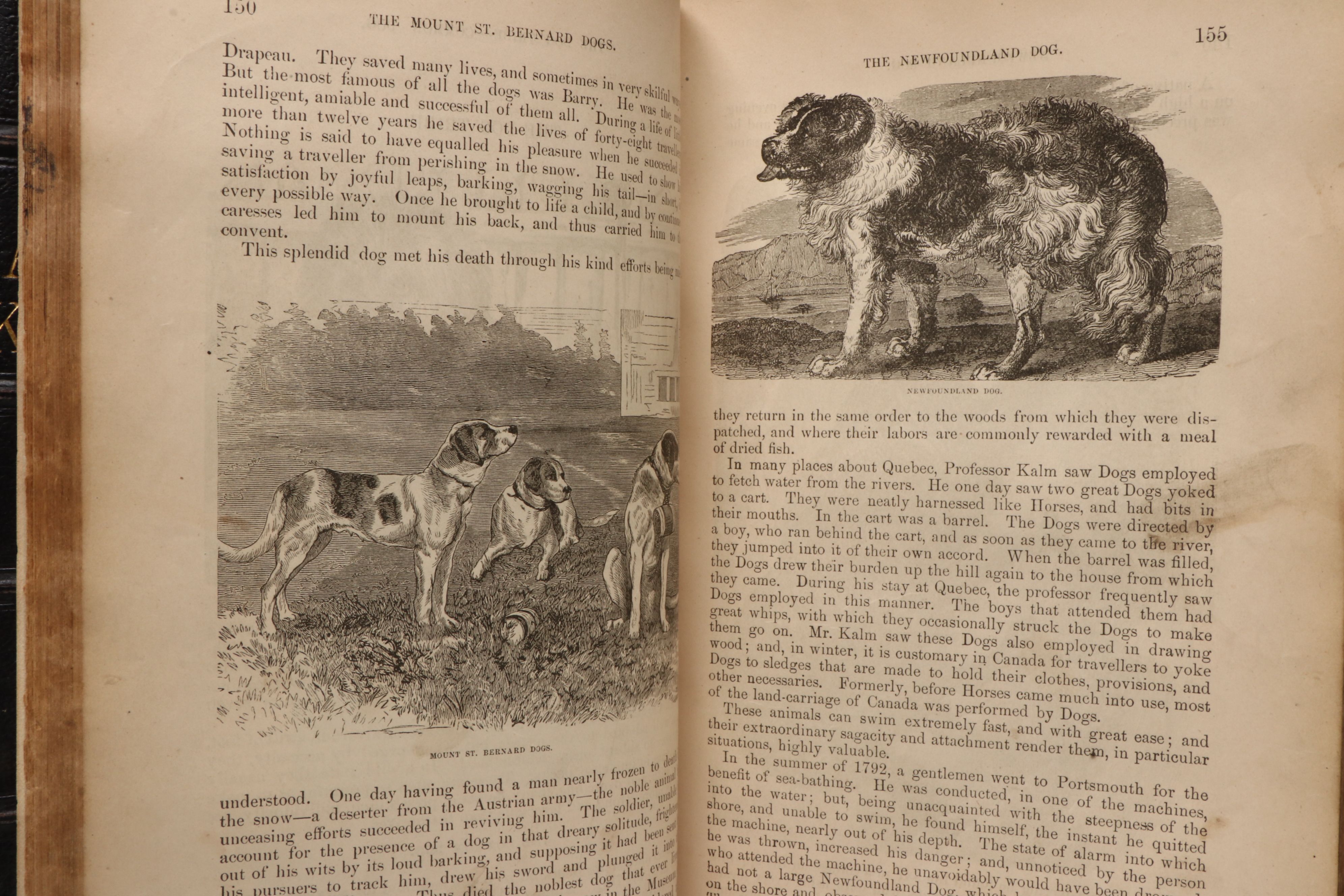"The Animal Kingdom; Its Varieties and Oddities" by W. Bingley, Late 19th C.