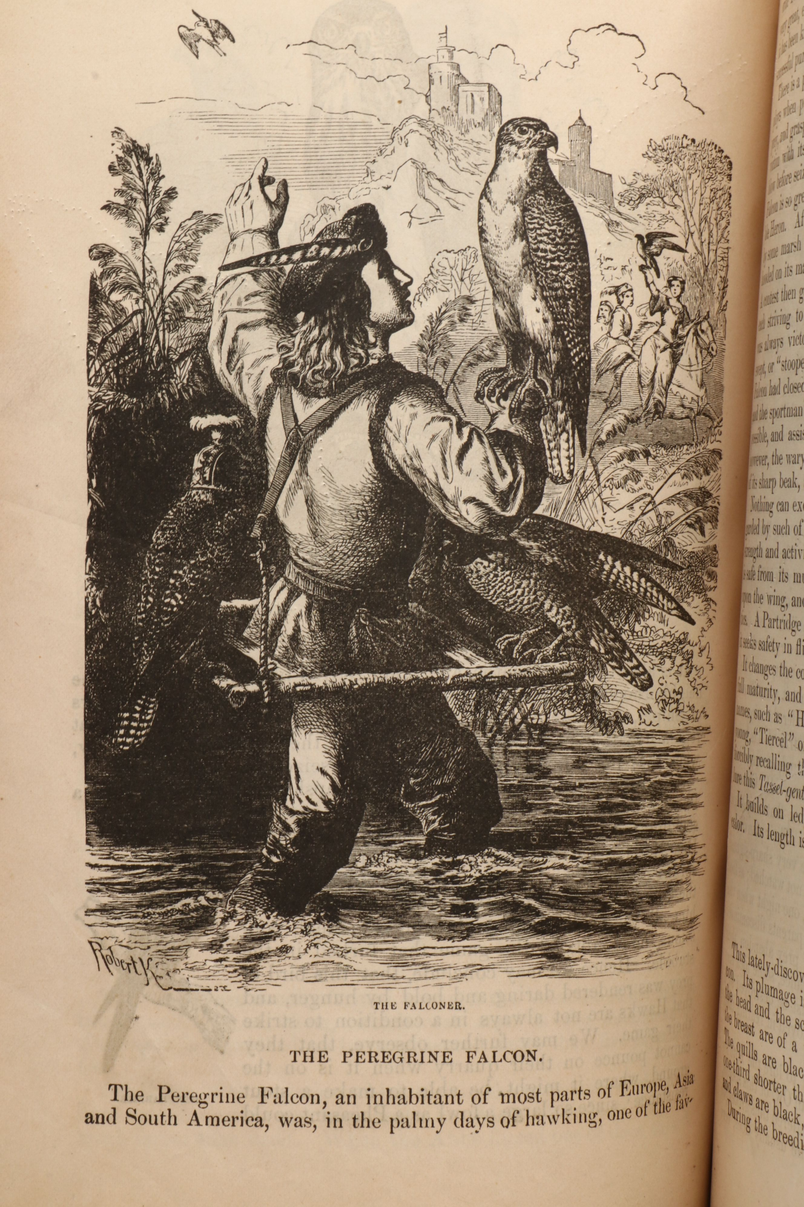 "The Animal Kingdom; Its Varieties and Oddities" by W. Bingley, Late 19th C.