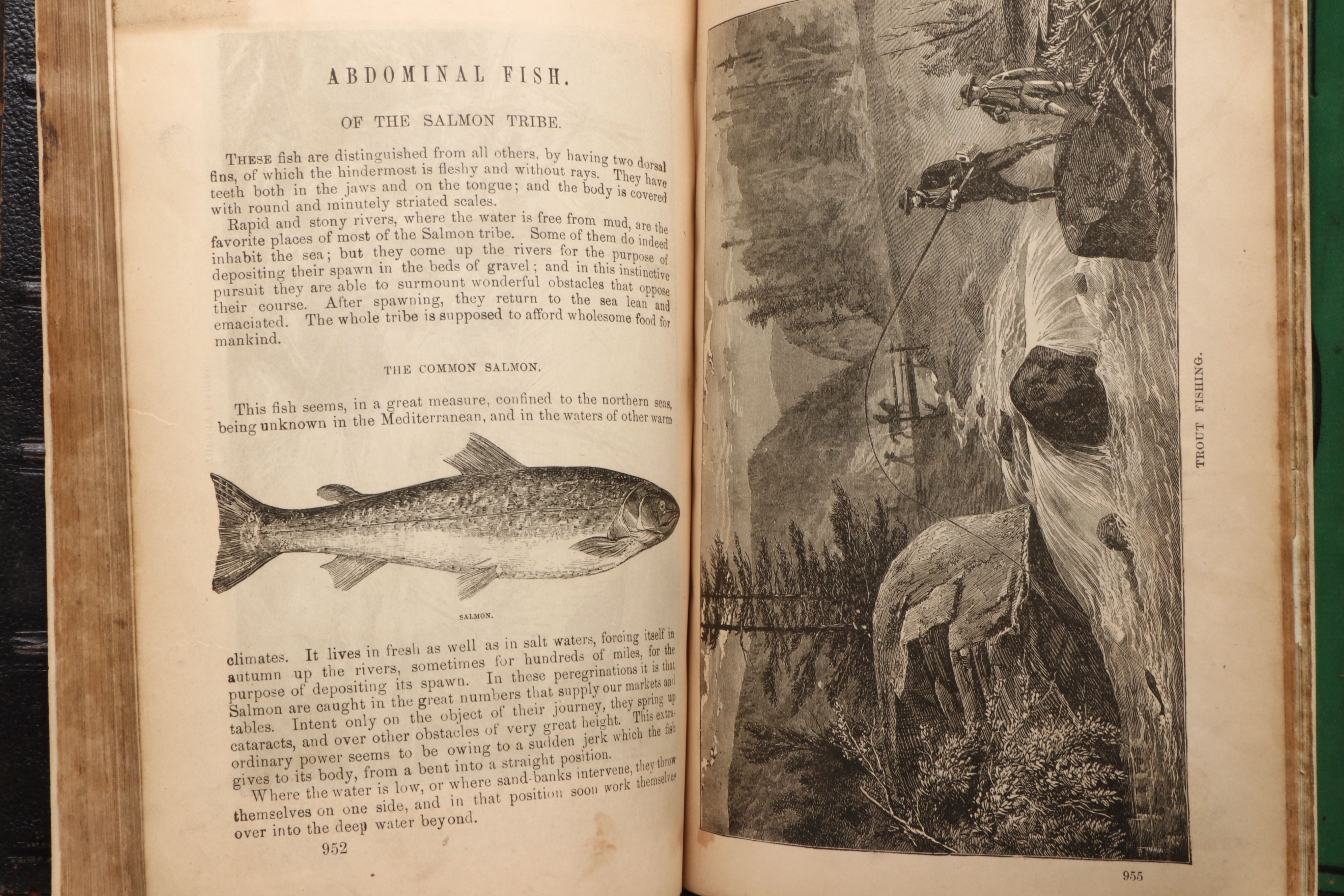 "The Animal Kingdom; Its Varieties and Oddities" by W. Bingley, Late 19th C.