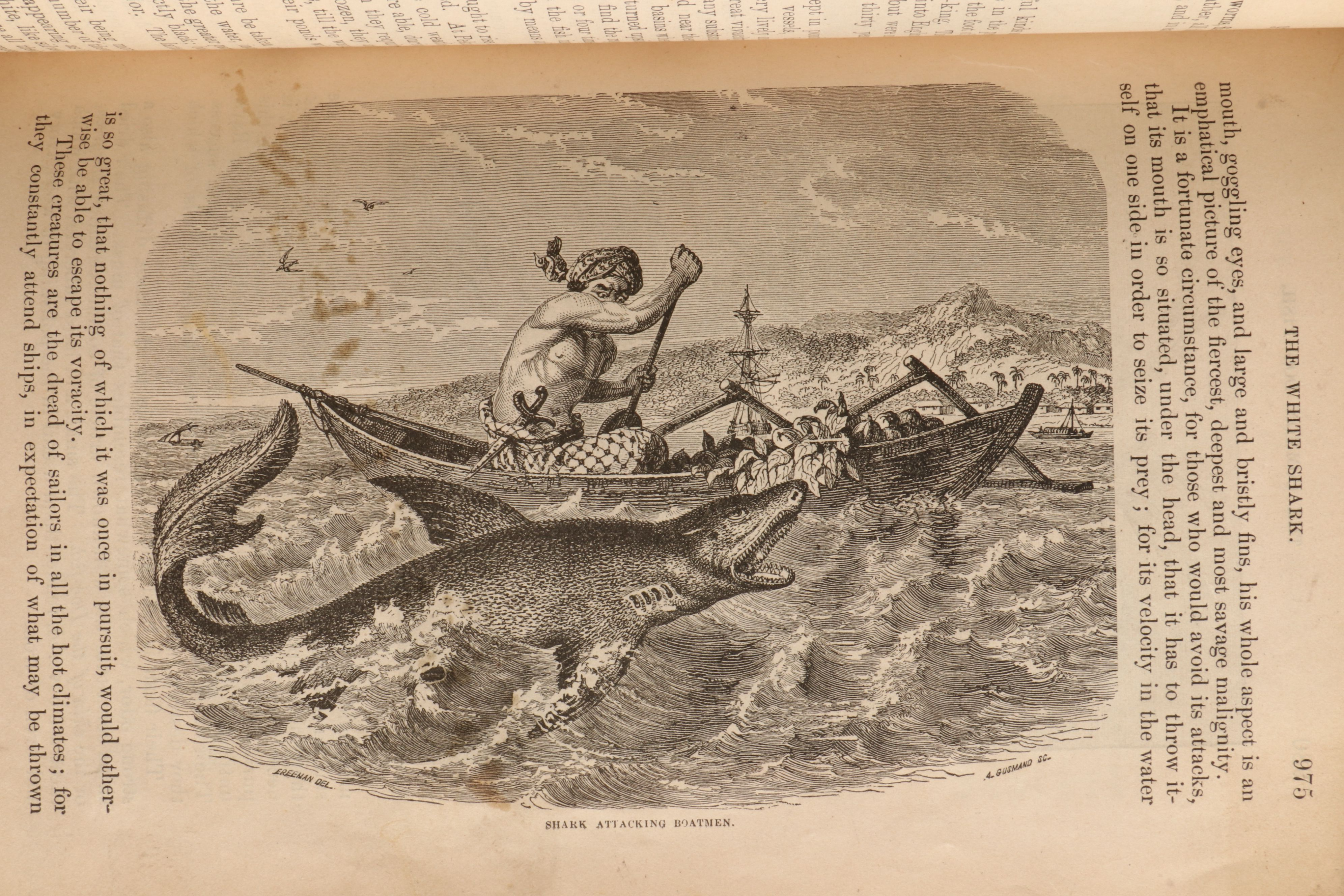 "The Animal Kingdom; Its Varieties and Oddities" by W. Bingley, Late 19th C.