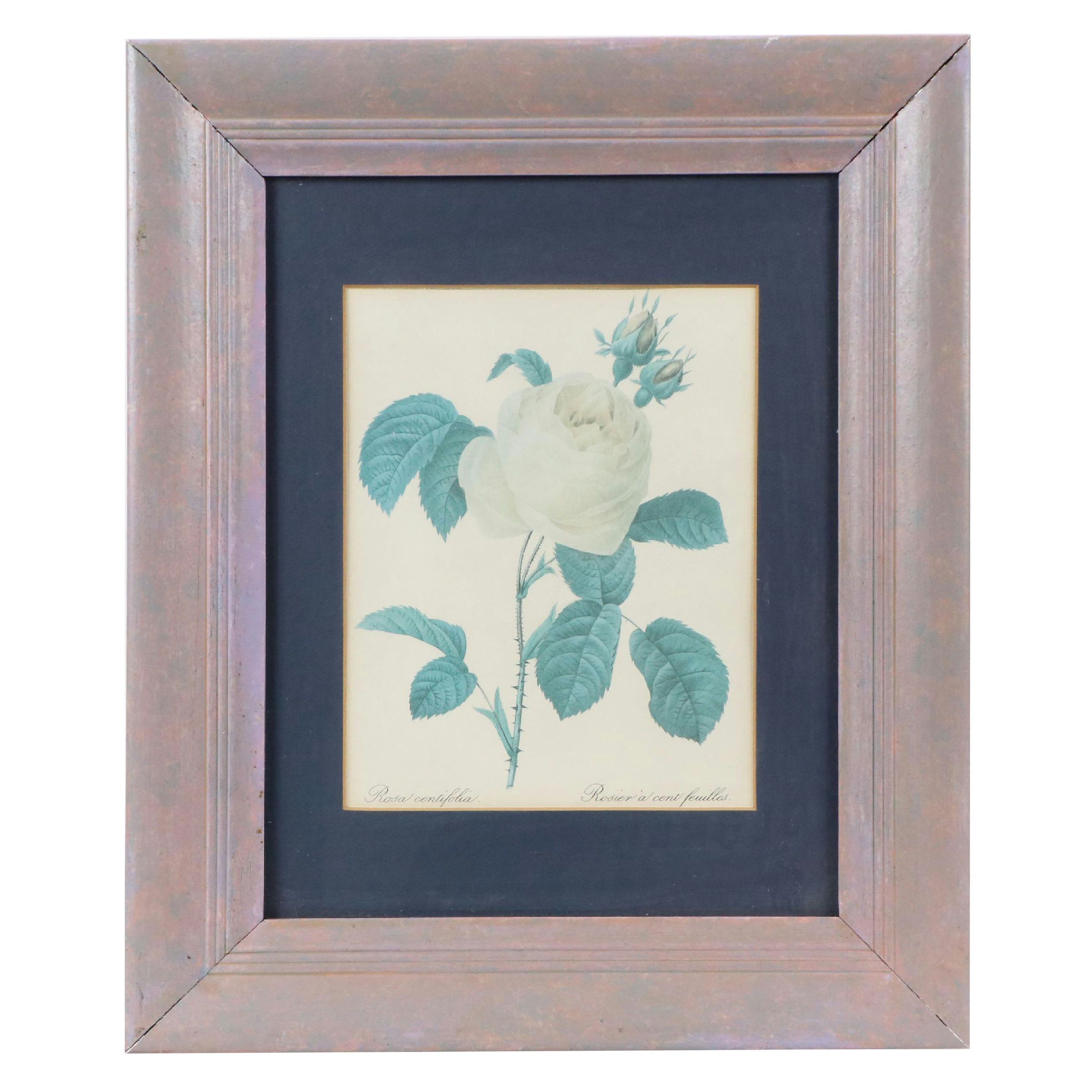 Offset Lithograph After Pierre-Joseph Redouté "Rosa Centifolia"