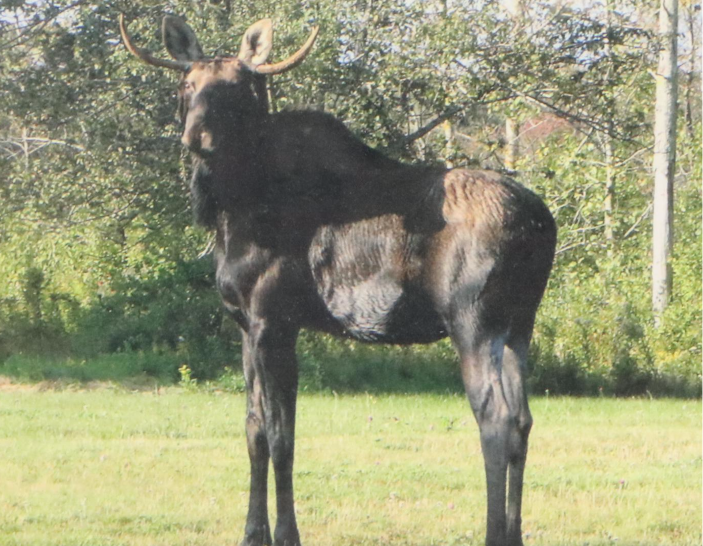 Chromogenic Photograph of Moose, Late 20th Century