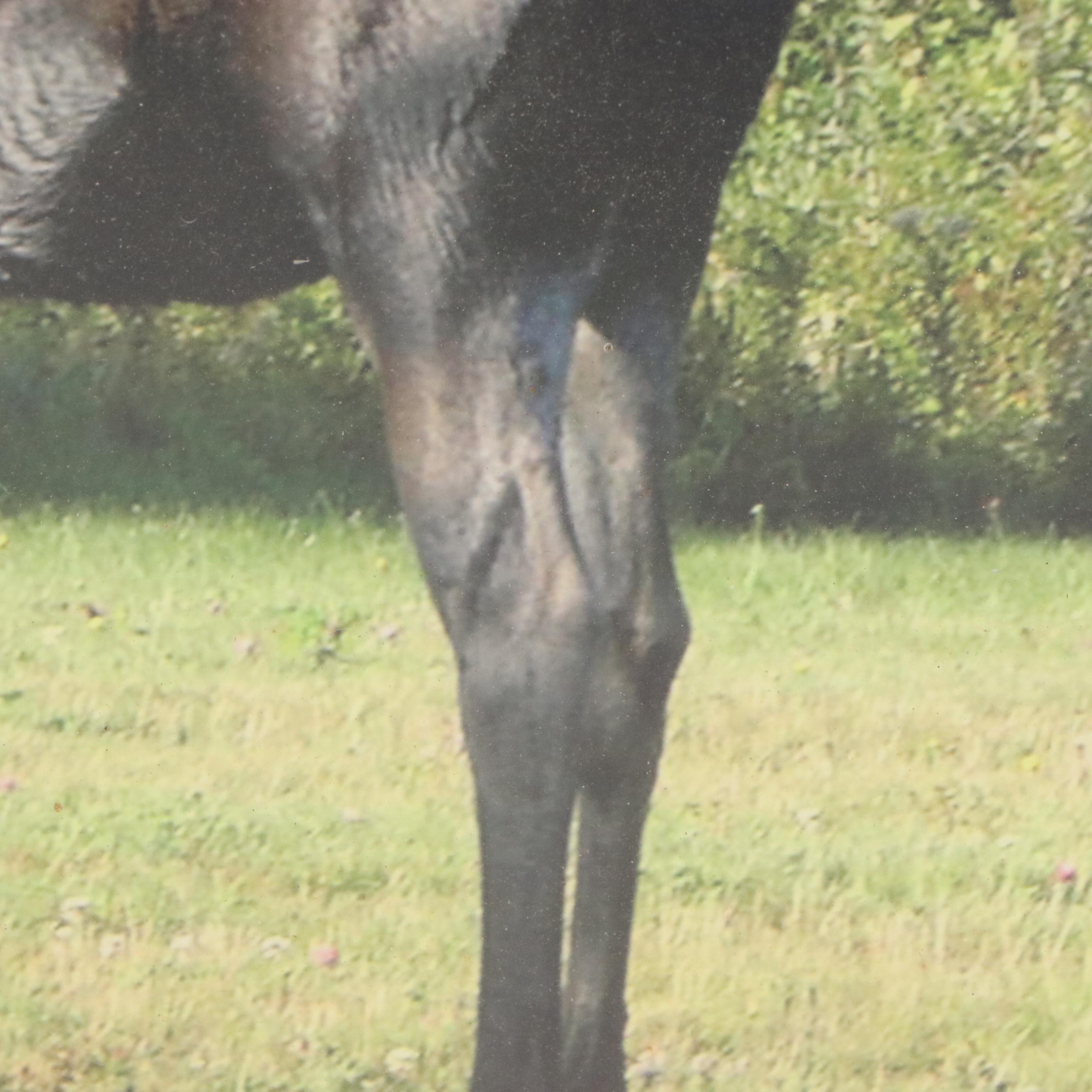 Chromogenic Photograph of Moose, Late 20th Century