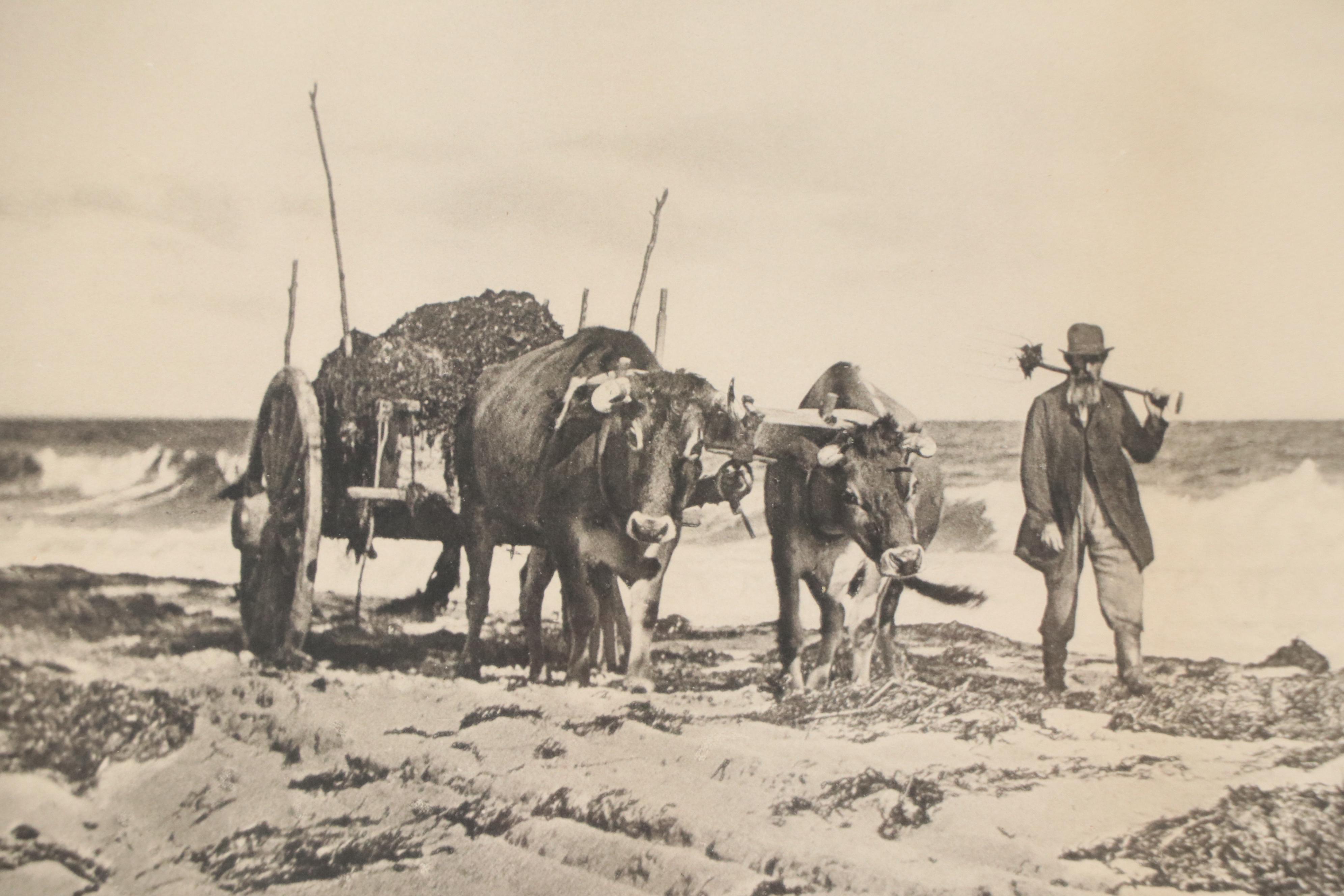 Charles Taber & Co Photogravure of Man and Oxen Tilling Field, 1892