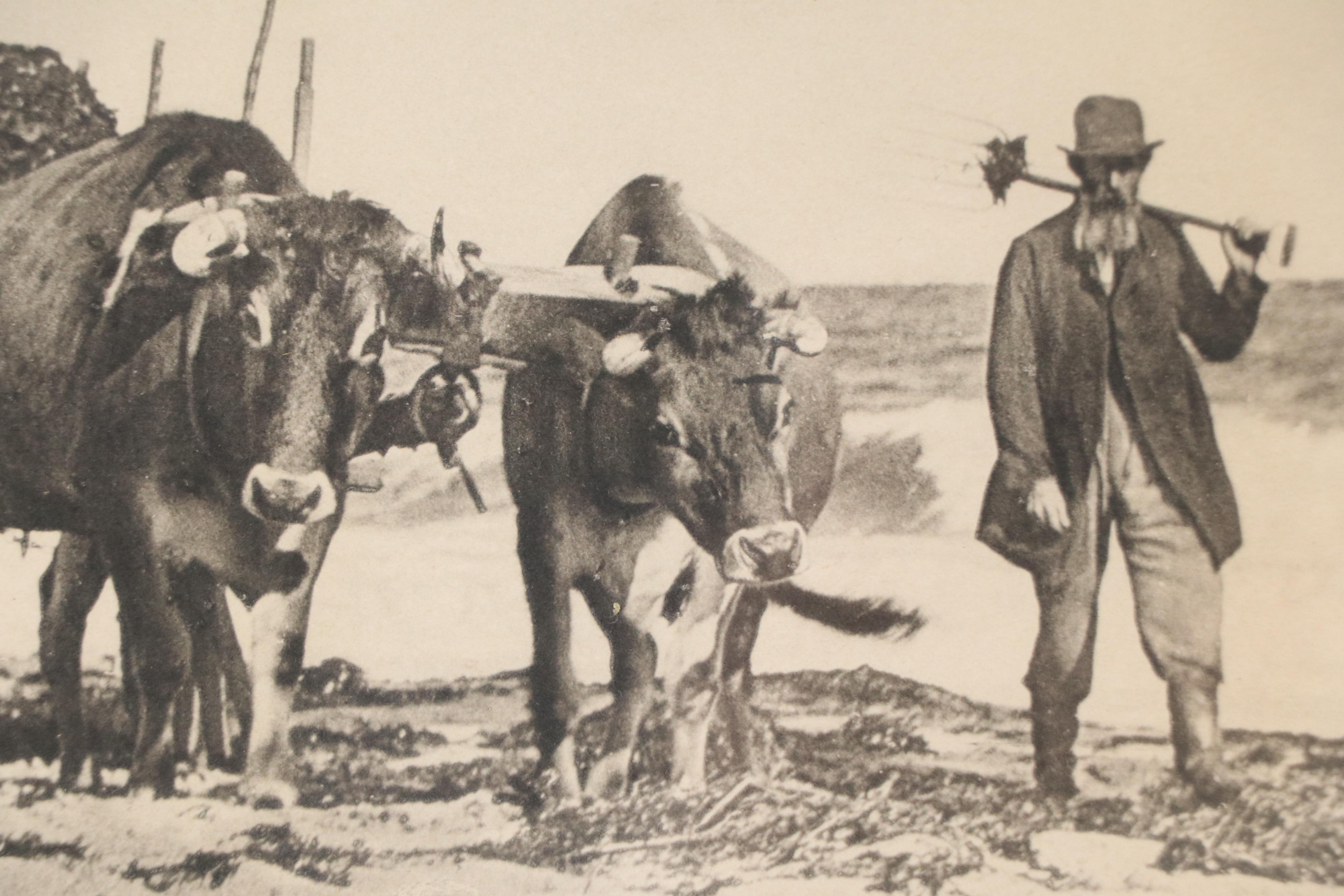 Charles Taber & Co Photogravure of Man and Oxen Tilling Field, 1892
