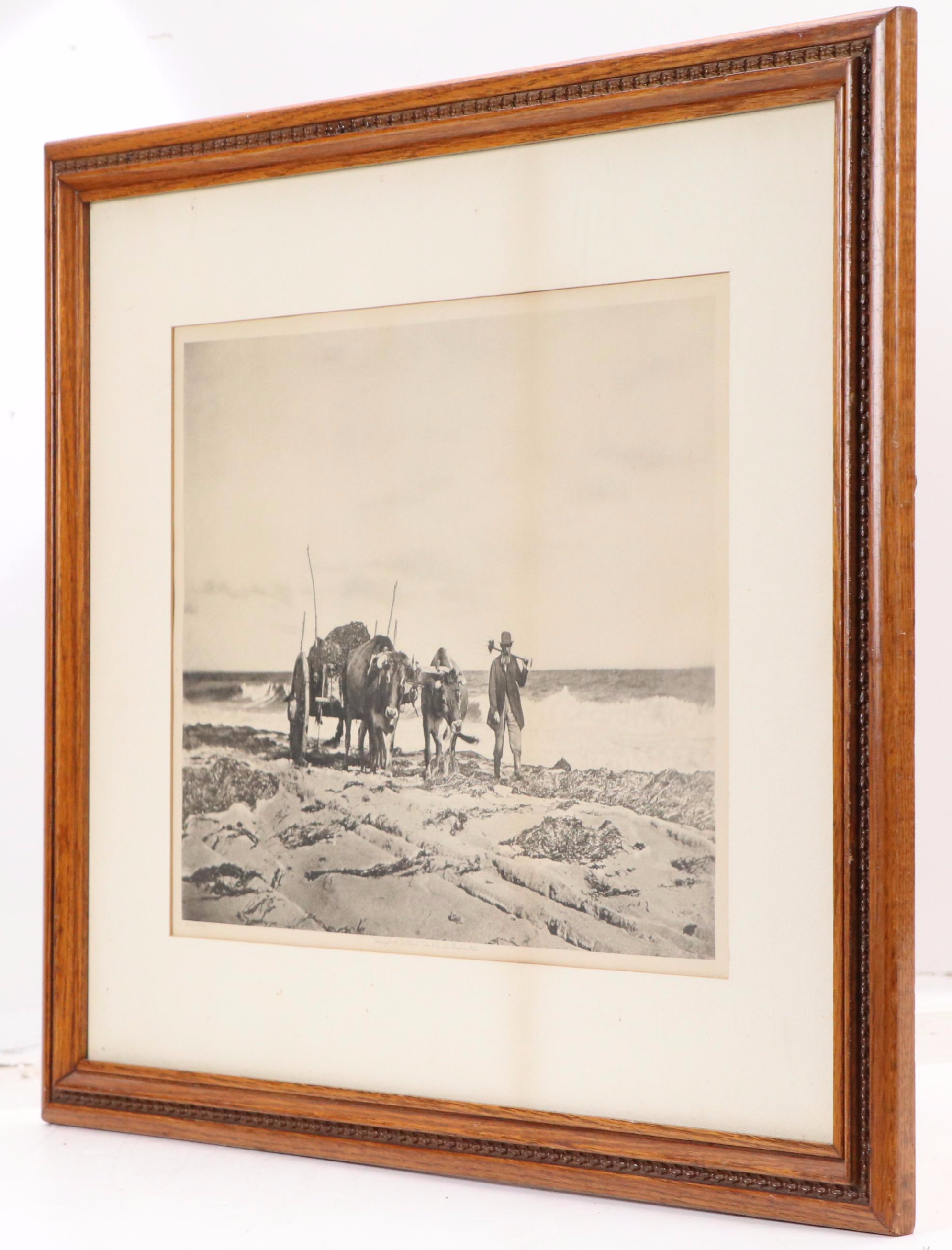Charles Taber & Co Photogravure of Man and Oxen Tilling Field, 1892