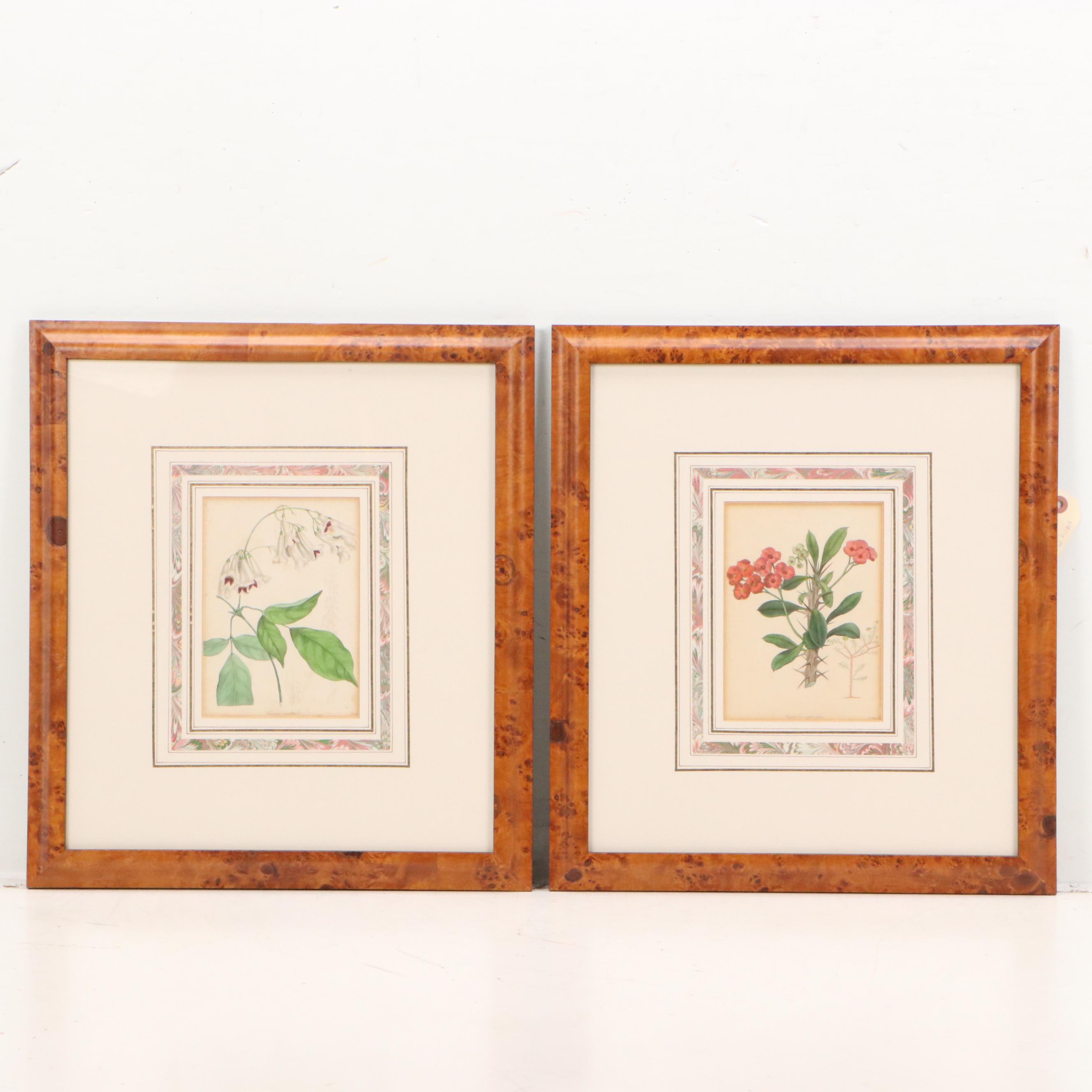 Botanical Hand-Colored Engravings "Tacoma Australis" and "Euphorbia Splendens"