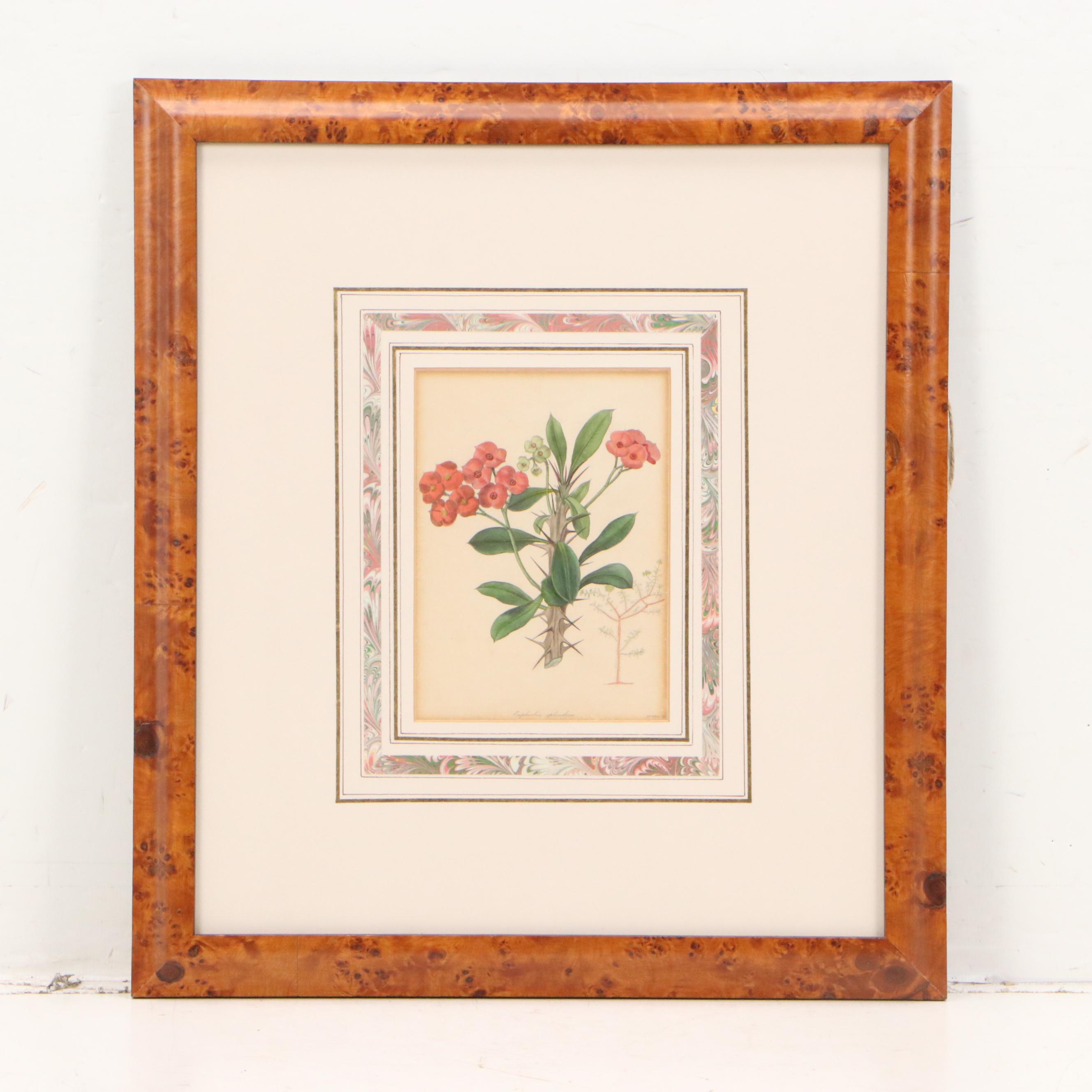 Botanical Hand-Colored Engravings "Tacoma Australis" and "Euphorbia Splendens"