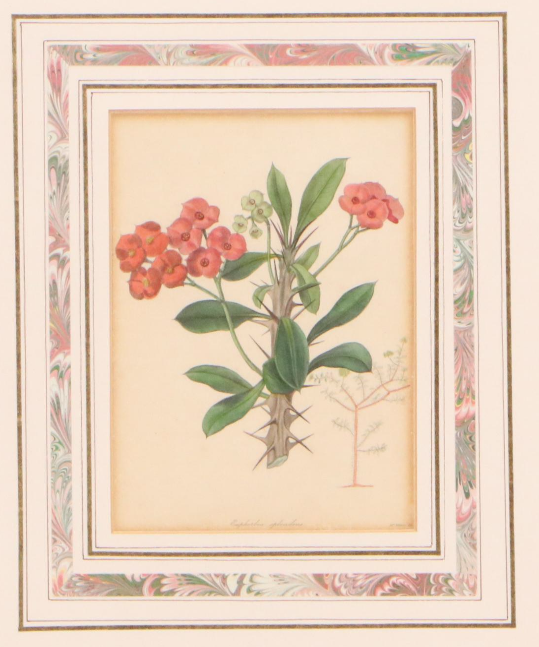 Botanical Hand-Colored Engravings "Tacoma Australis" and "Euphorbia Splendens"