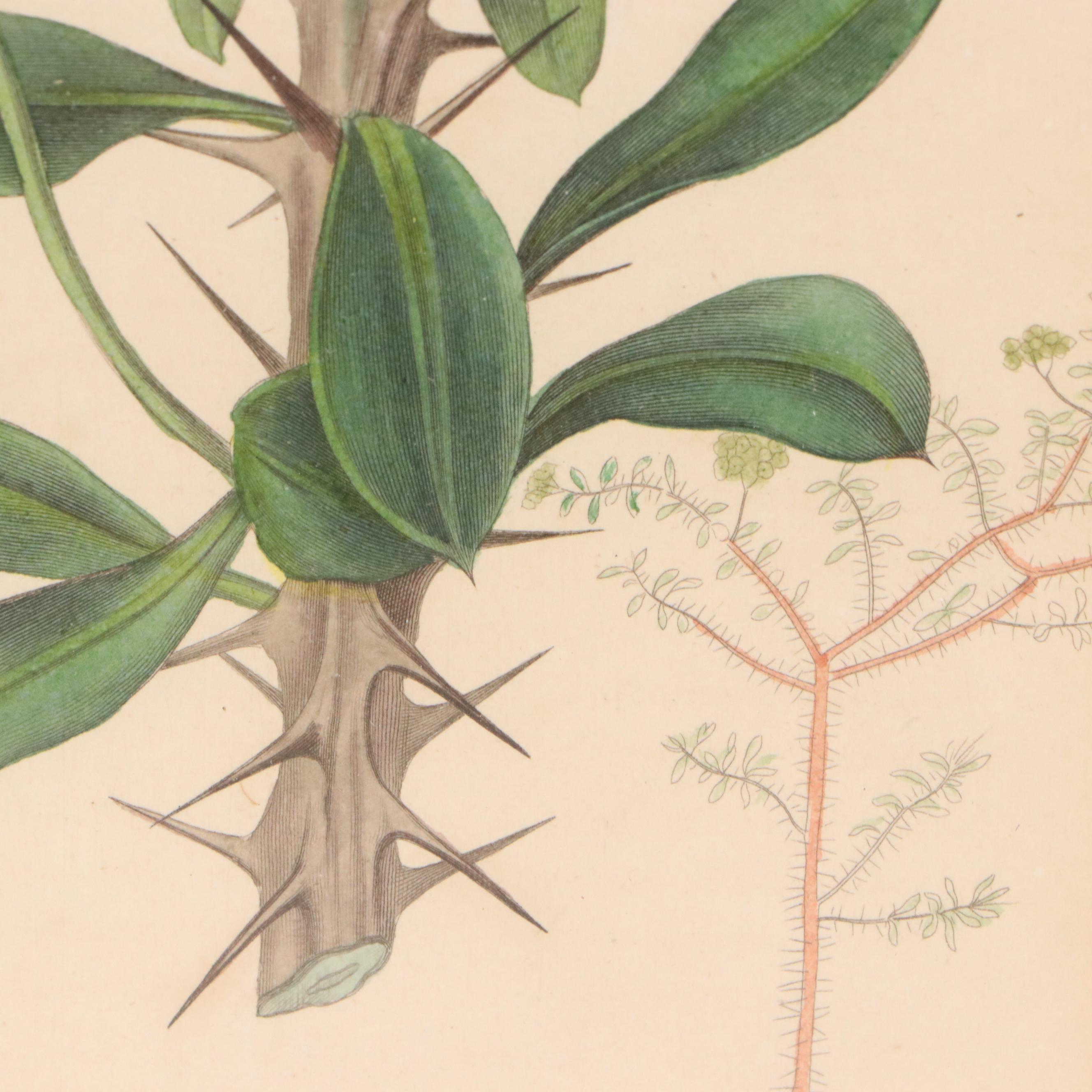 Botanical Hand-Colored Engravings "Tacoma Australis" and "Euphorbia Splendens"