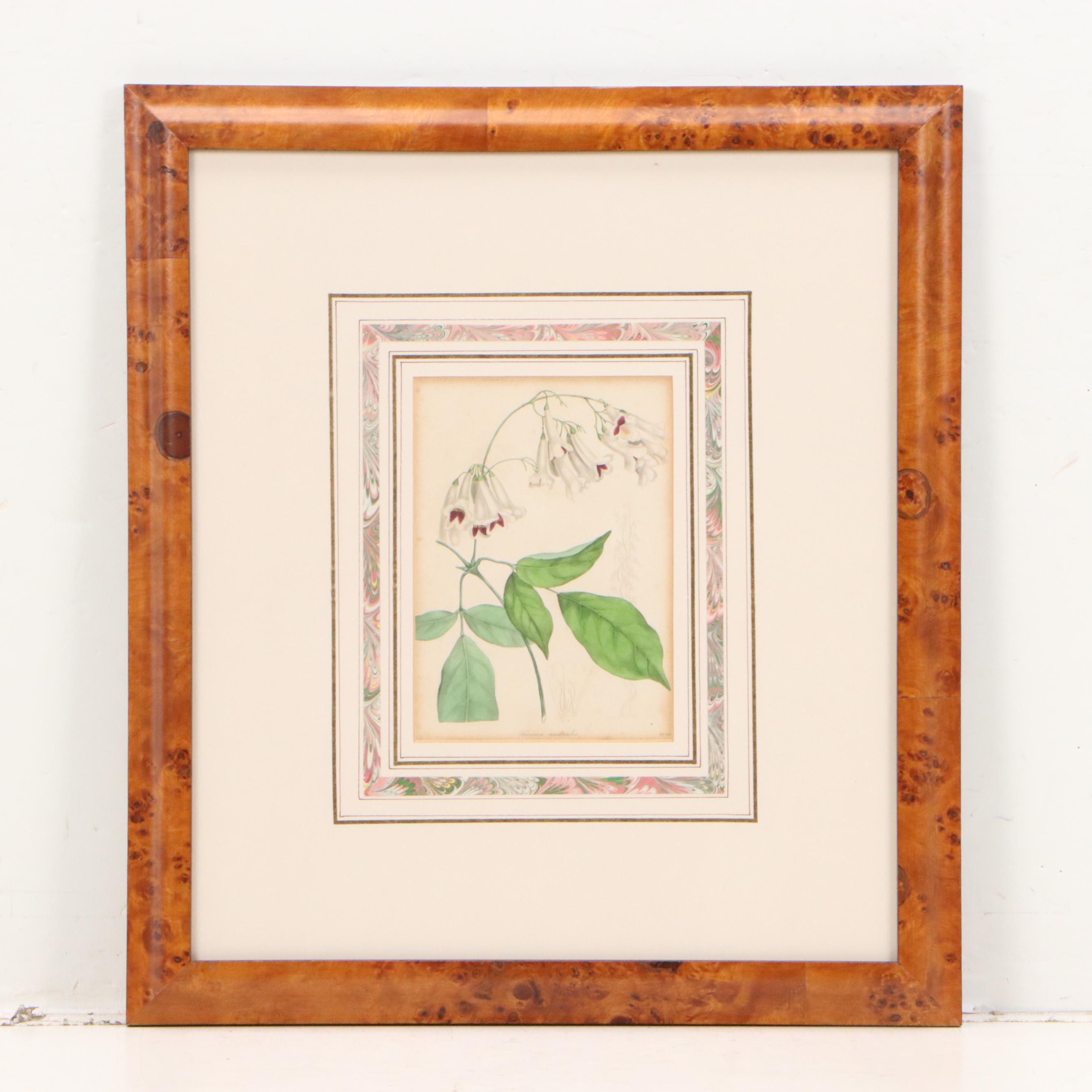 Botanical Hand-Colored Engravings "Tacoma Australis" and "Euphorbia Splendens"