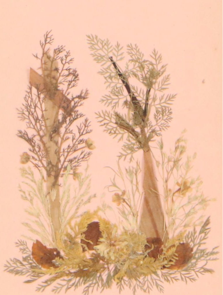 Dried Botanical Arrangment "Fleurs de Tombeau des Rois," Circa 1872