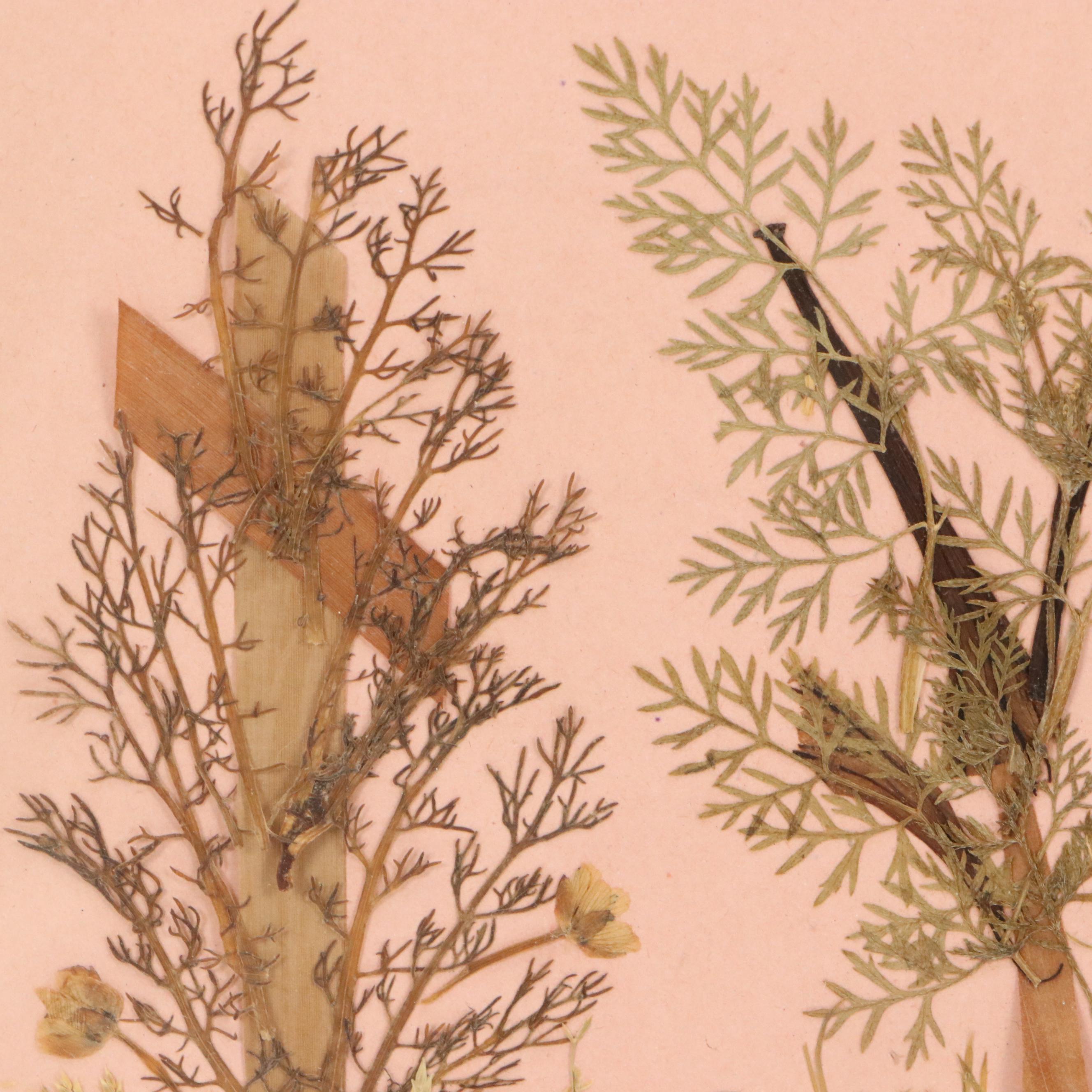 Dried Botanical Arrangment "Fleurs de Tombeau des Rois," Circa 1872