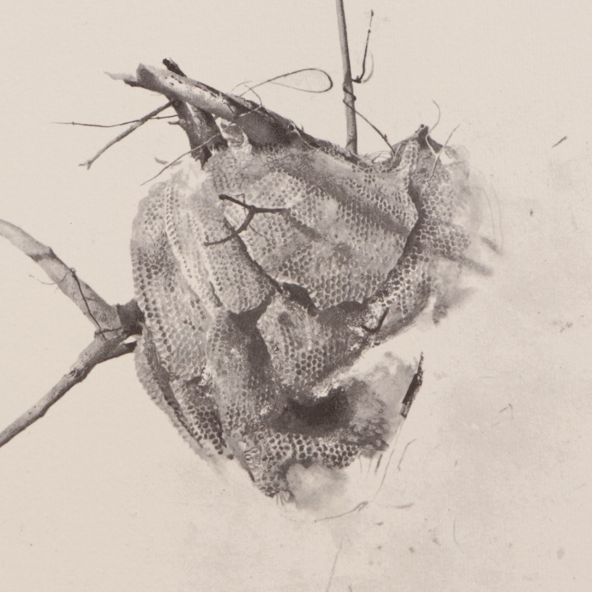 Offset Lithograph Portfolio After Andrew Wyeth "The Four Seasons", 1962