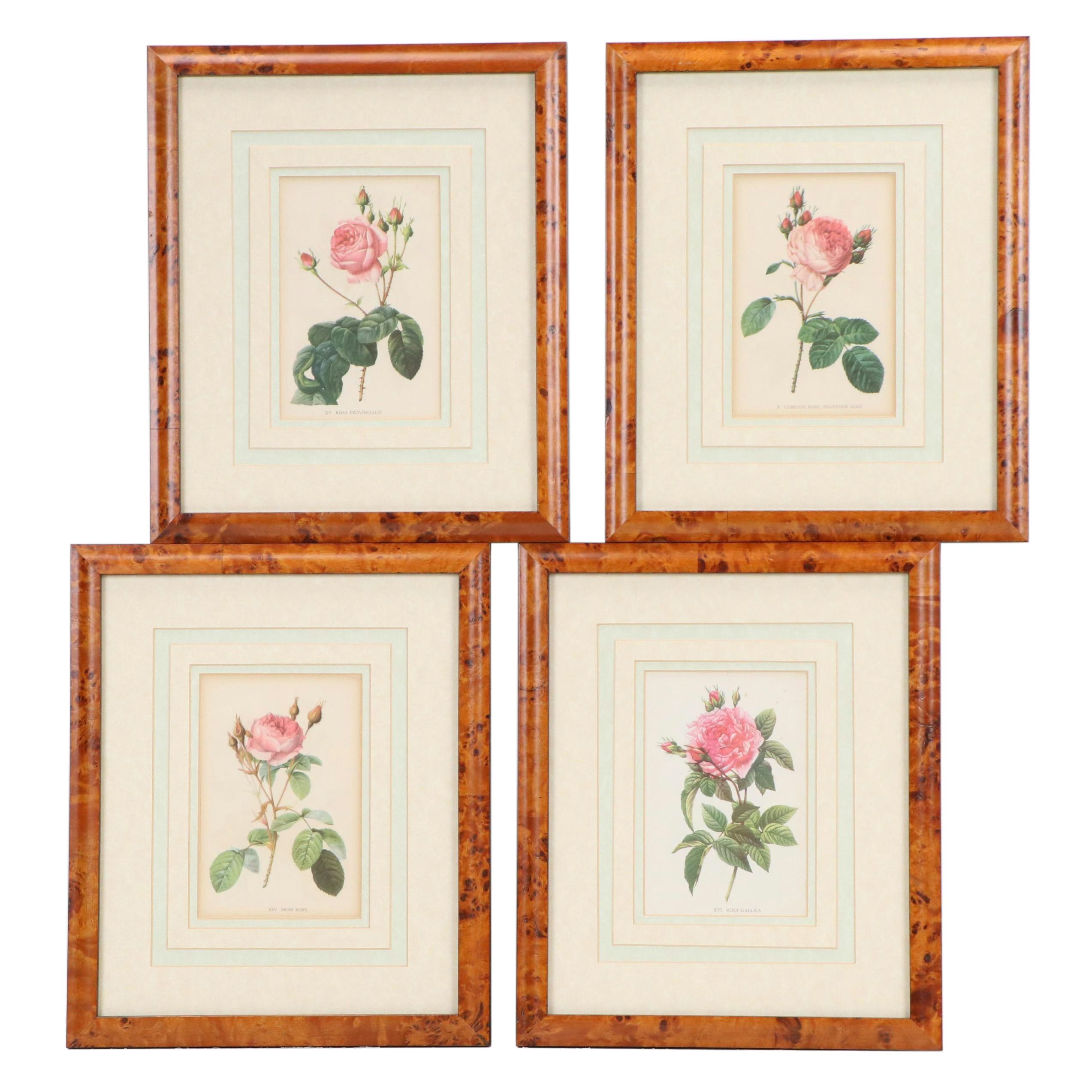 Botanical Offset Lithograph "XIV Moss Rose" and More