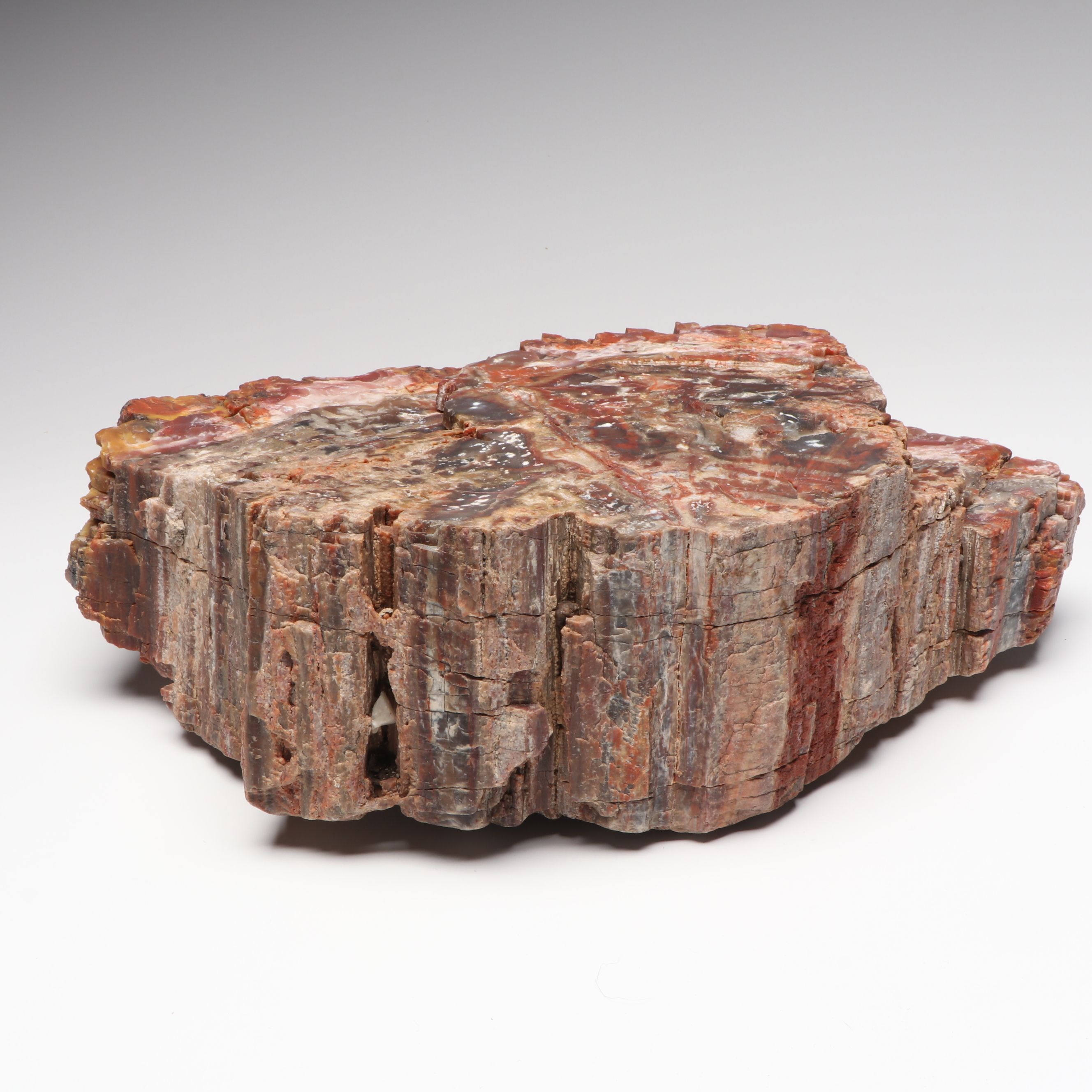 Agatized Petrified Wood Specimen