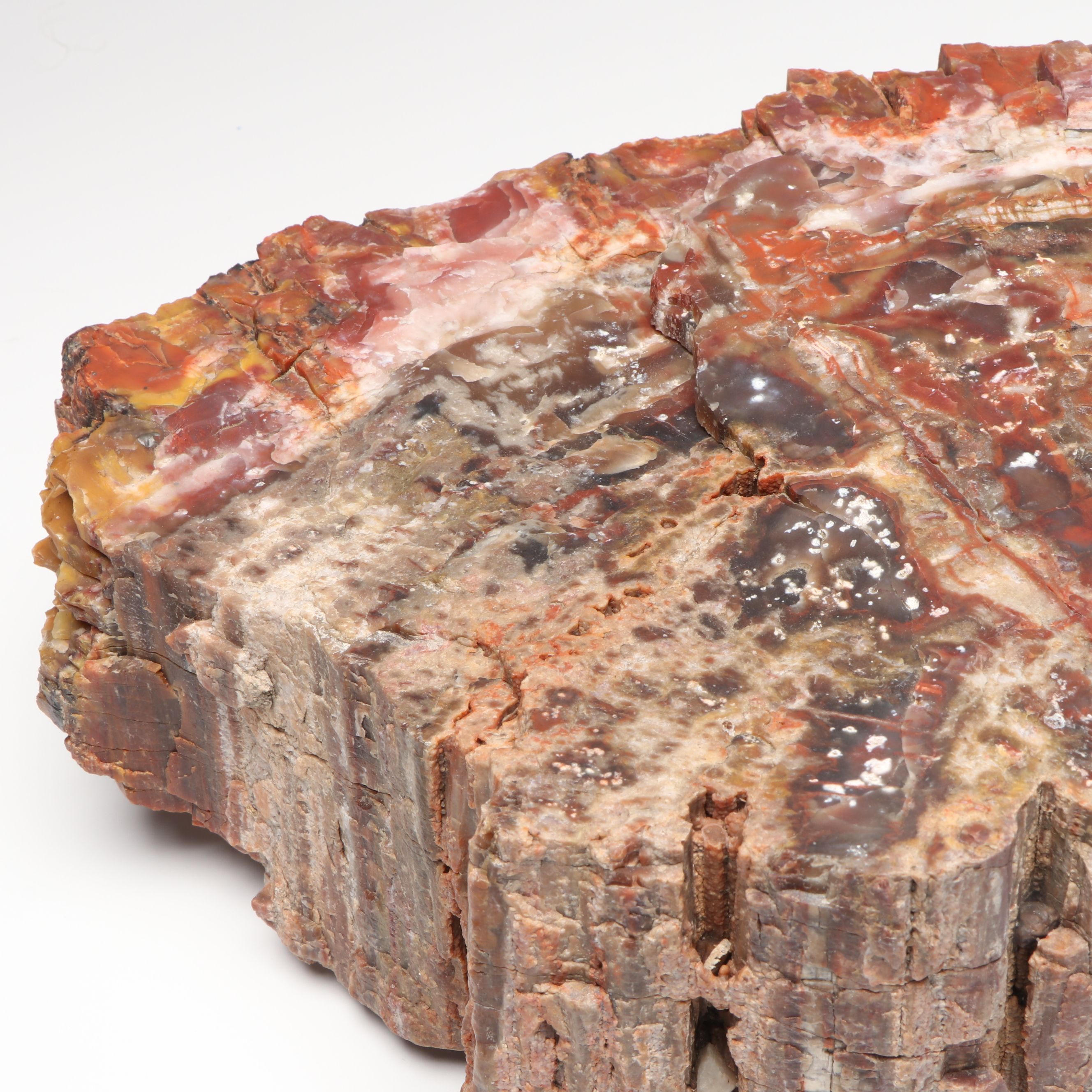 Agatized Petrified Wood Specimen