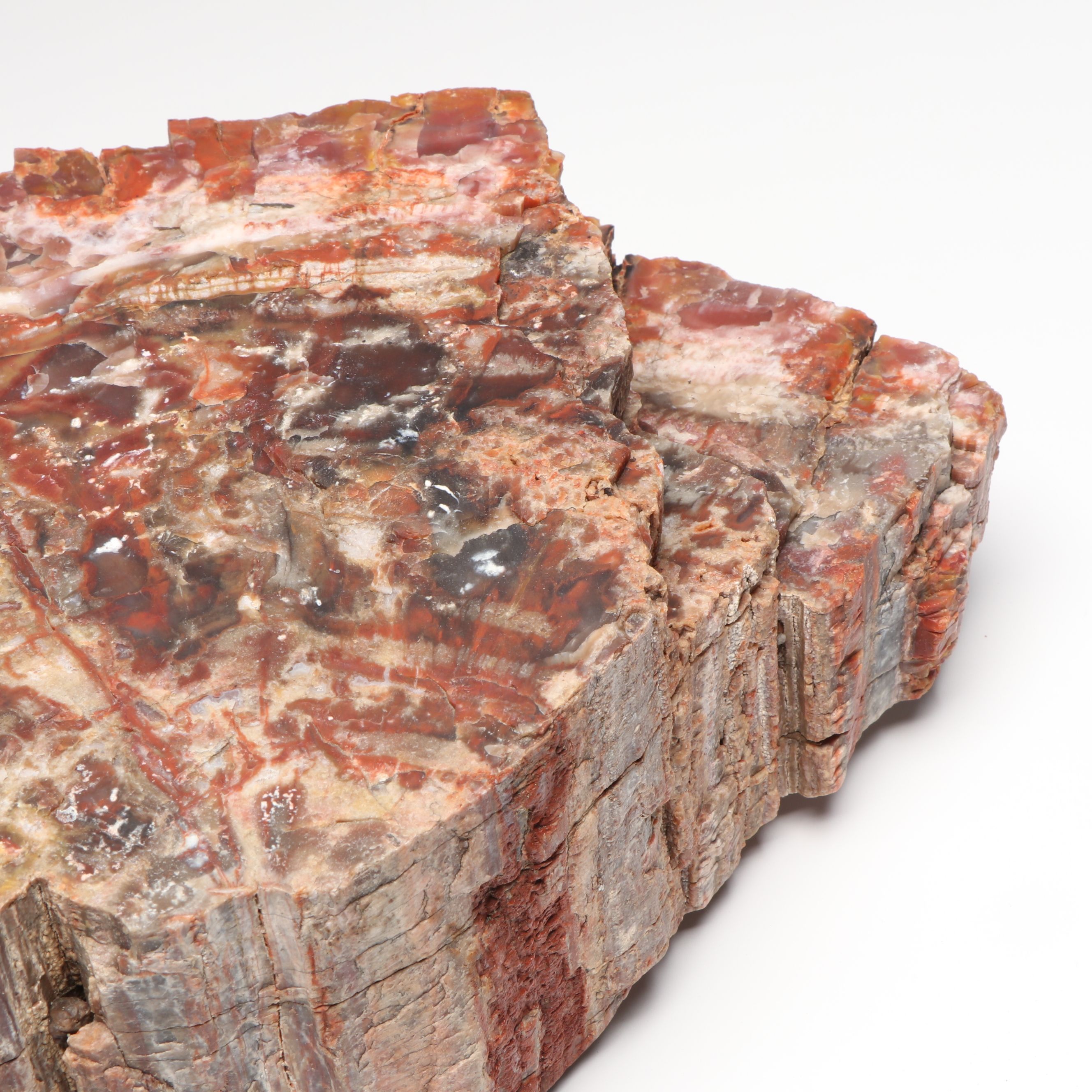 Agatized Petrified Wood Specimen