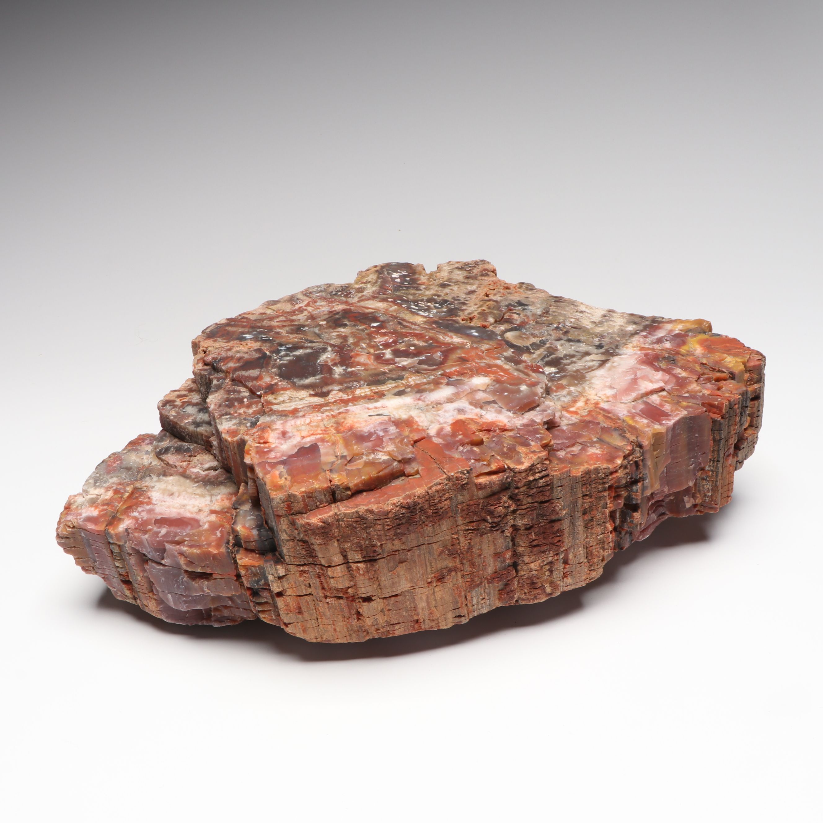 Agatized Petrified Wood Specimen