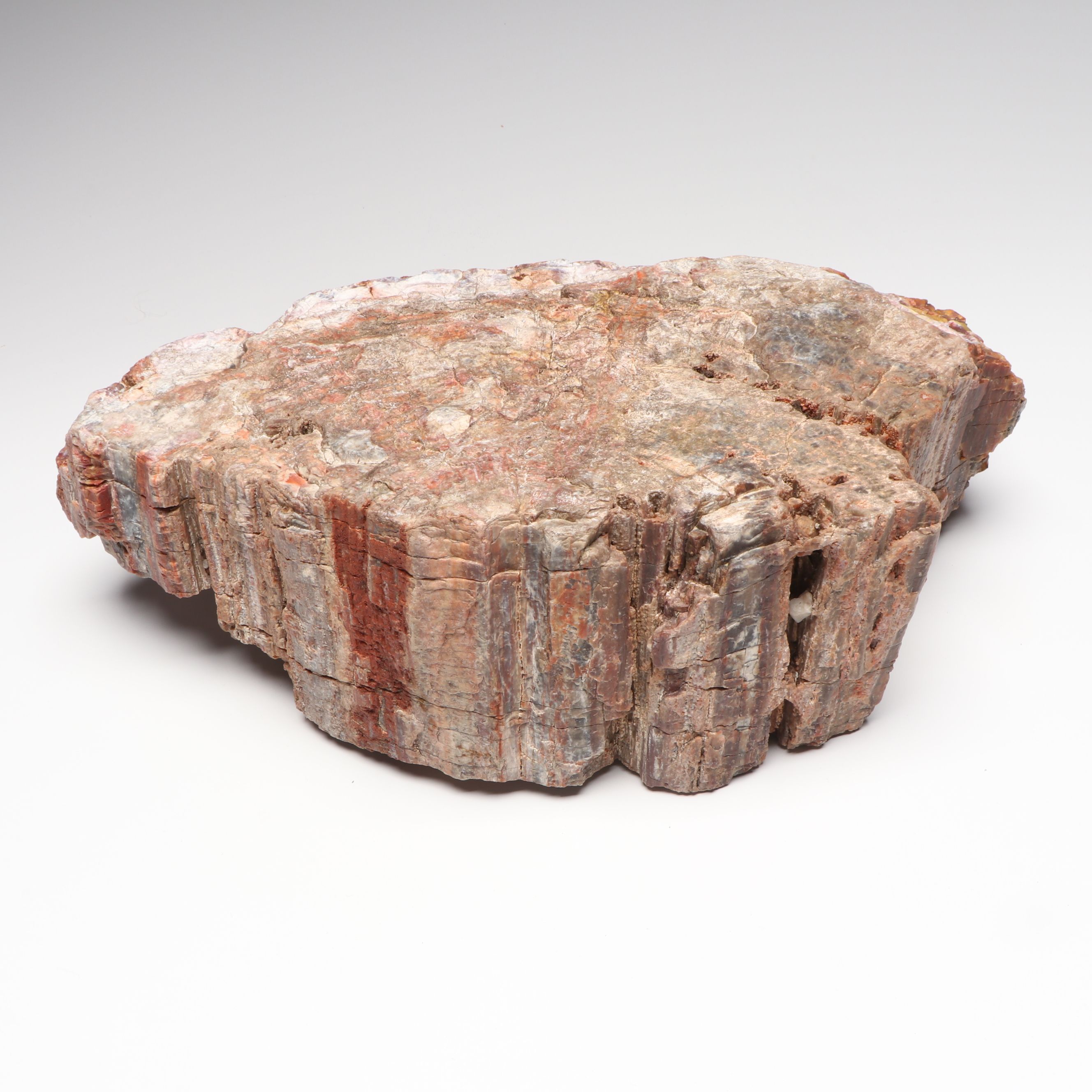 Agatized Petrified Wood Specimen