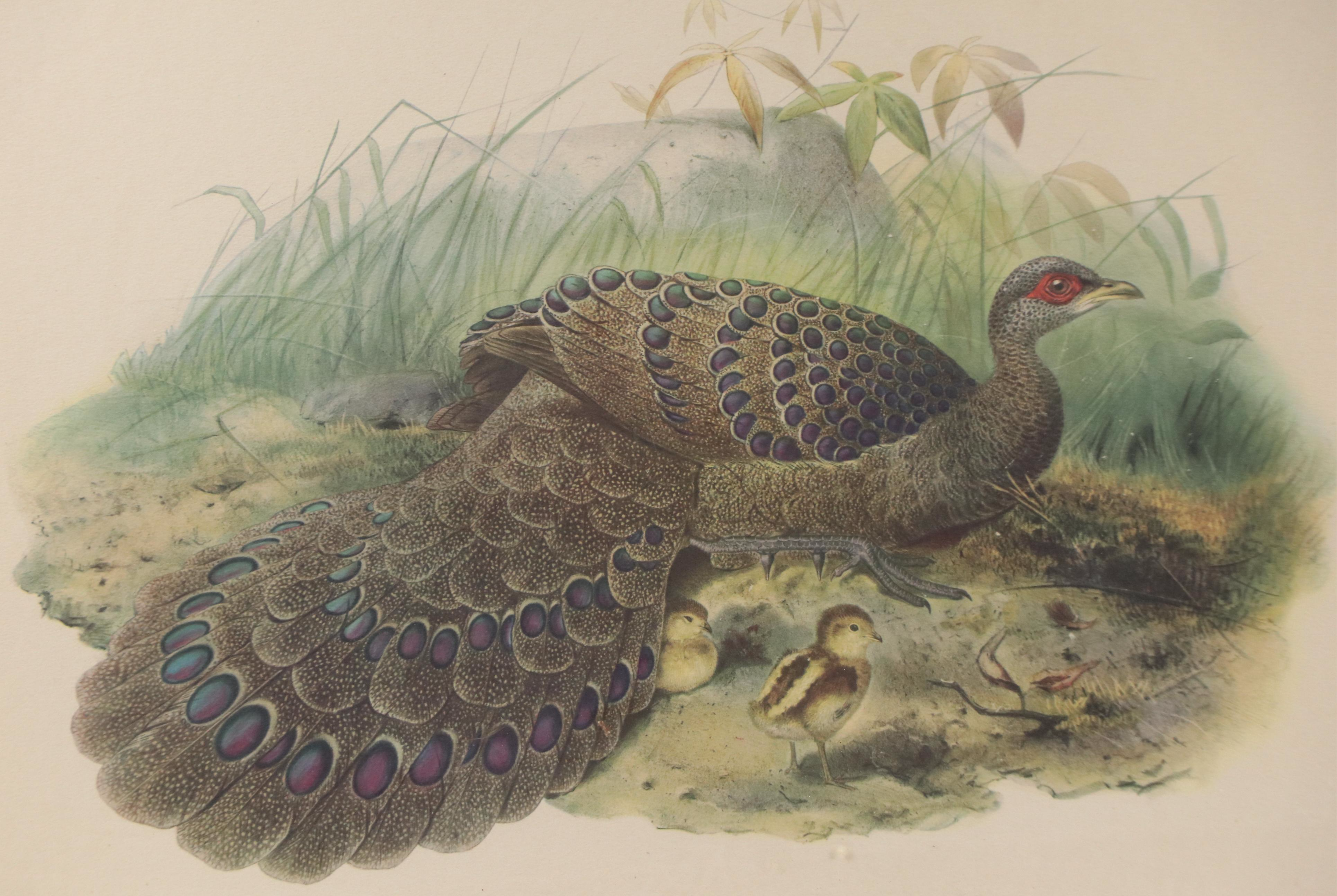 Ornithological Photomechanical Print "Polyplectron Germaini"