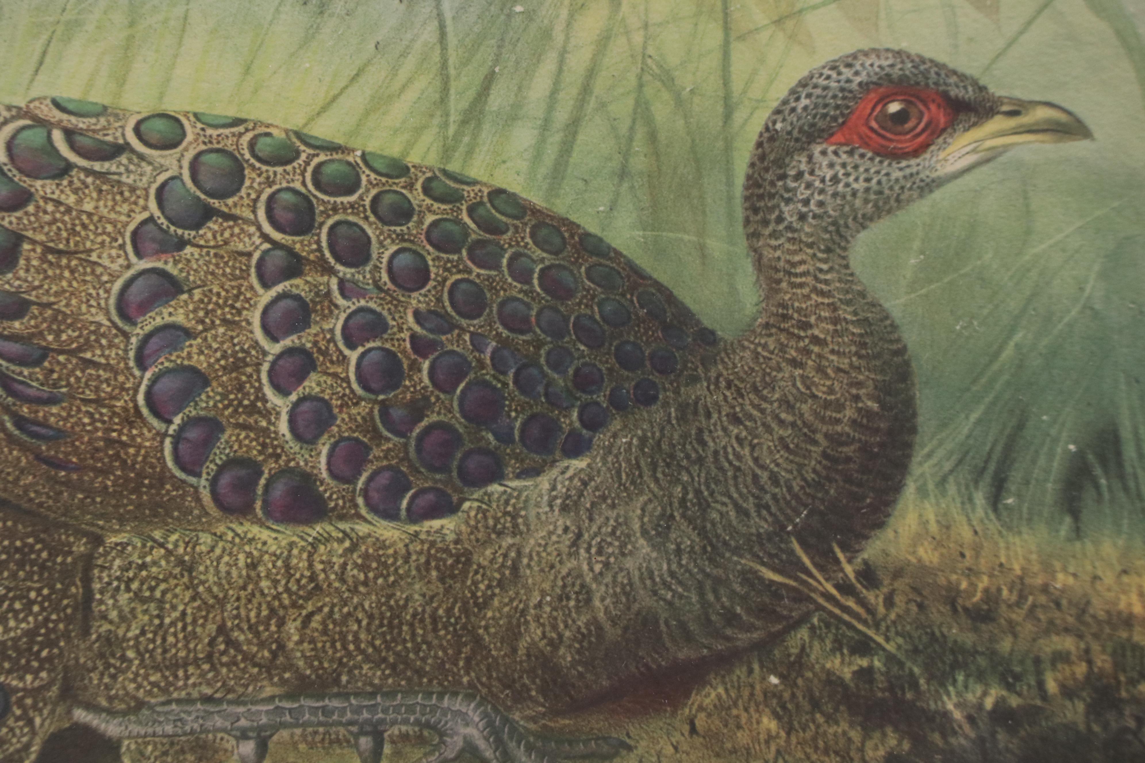 Ornithological Photomechanical Print "Polyplectron Germaini"