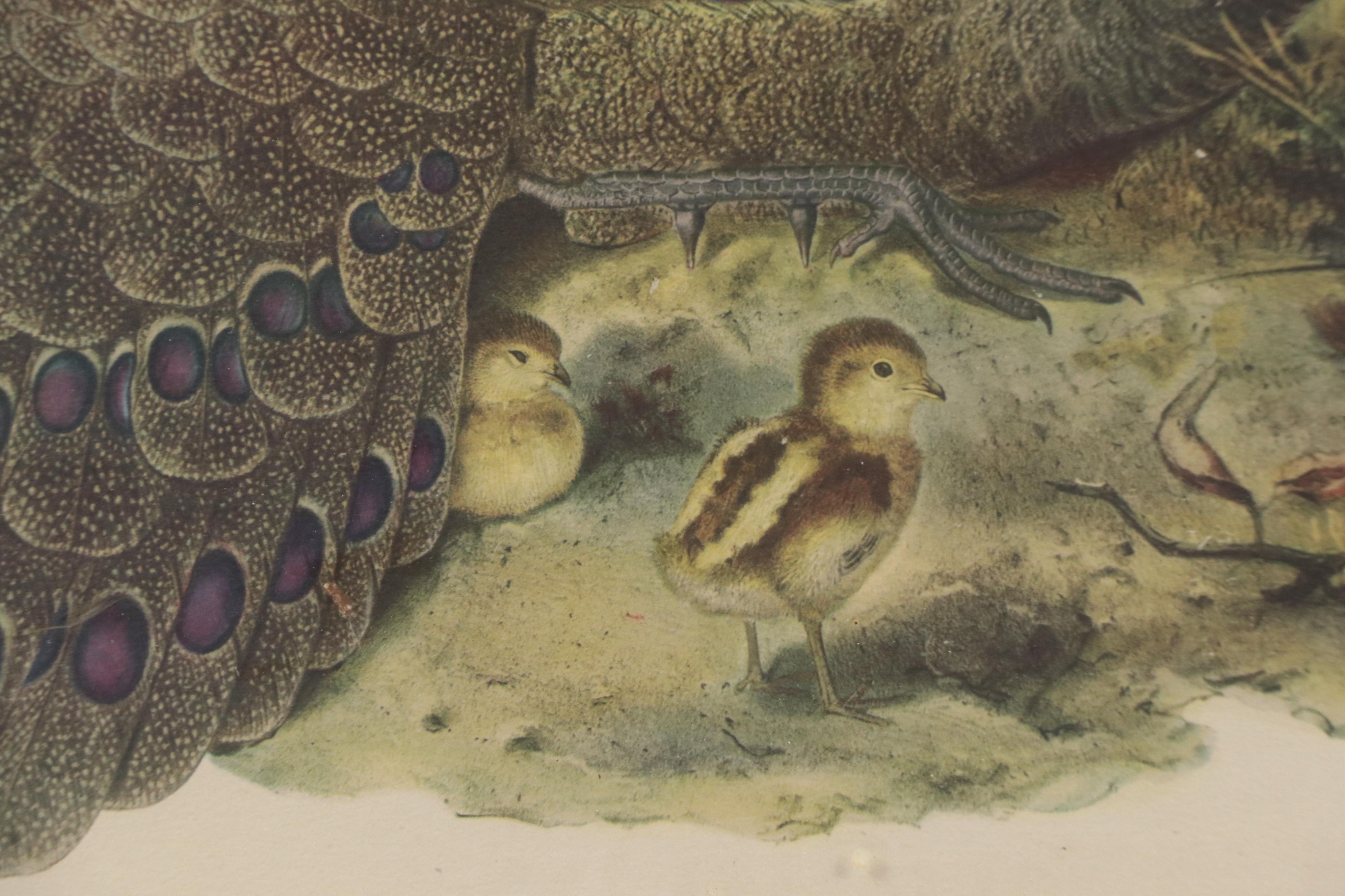 Ornithological Photomechanical Print "Polyplectron Germaini"